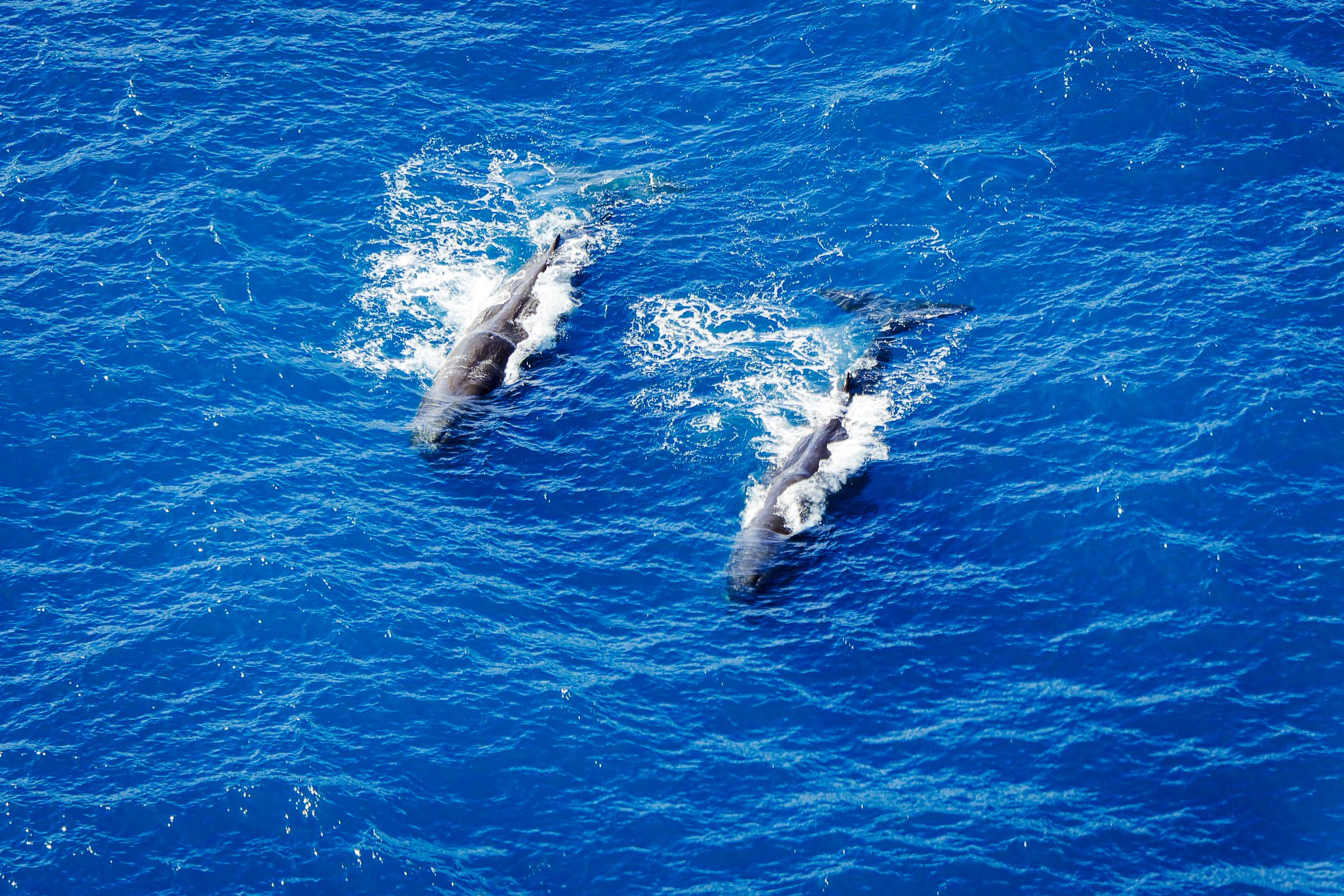 Dolphins aerial view