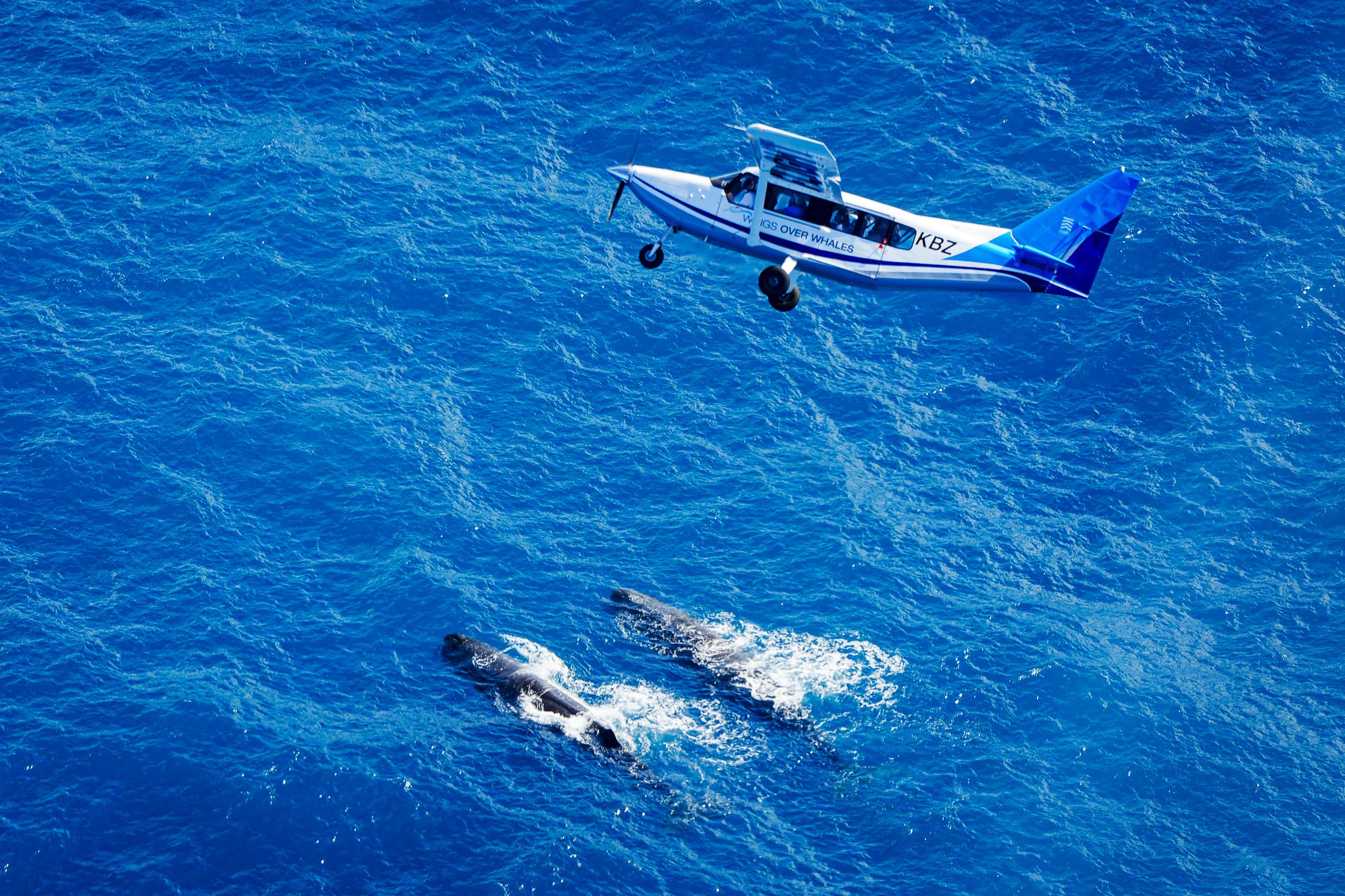 The Wings Over Whales experience