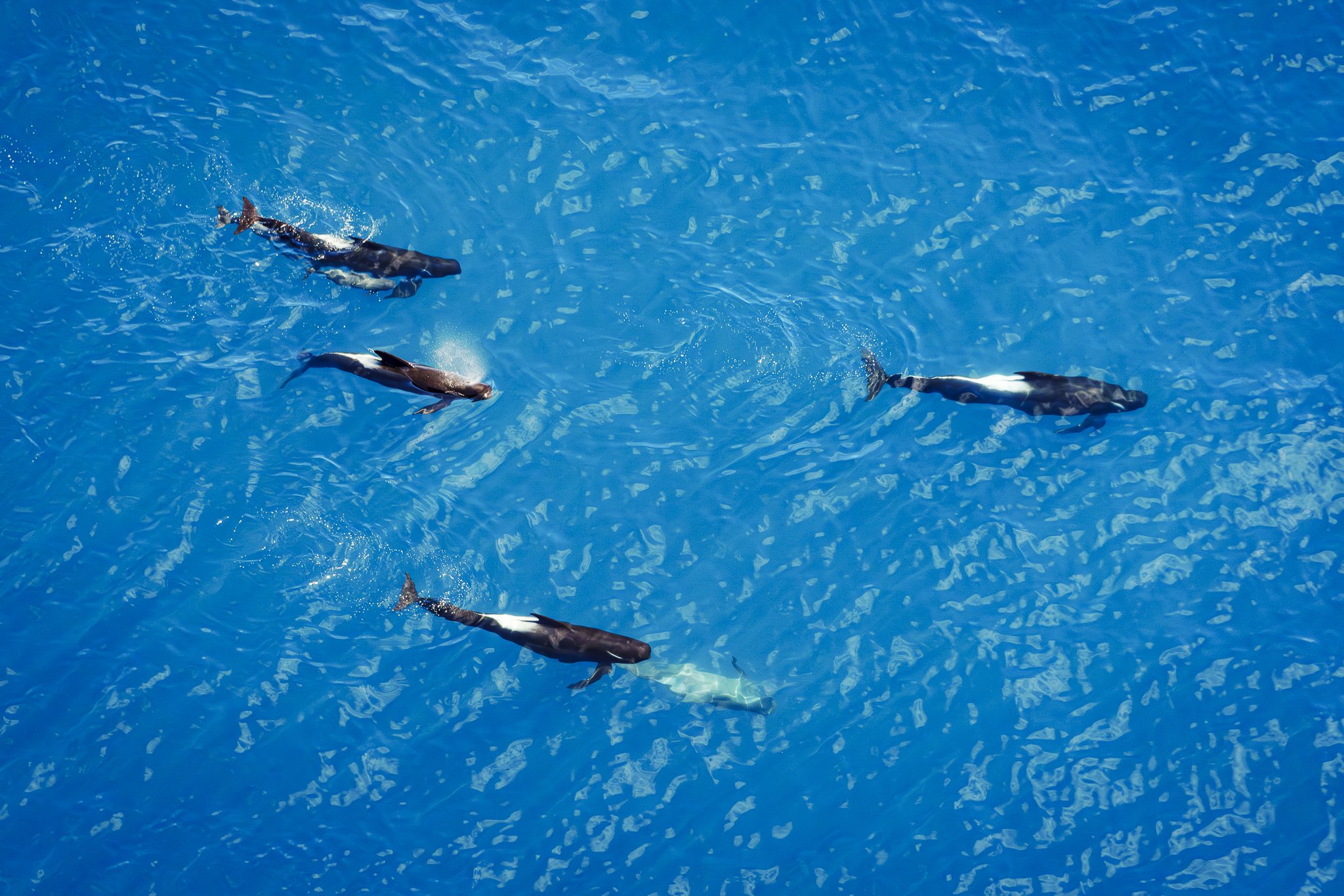 Long-finned pilot whales