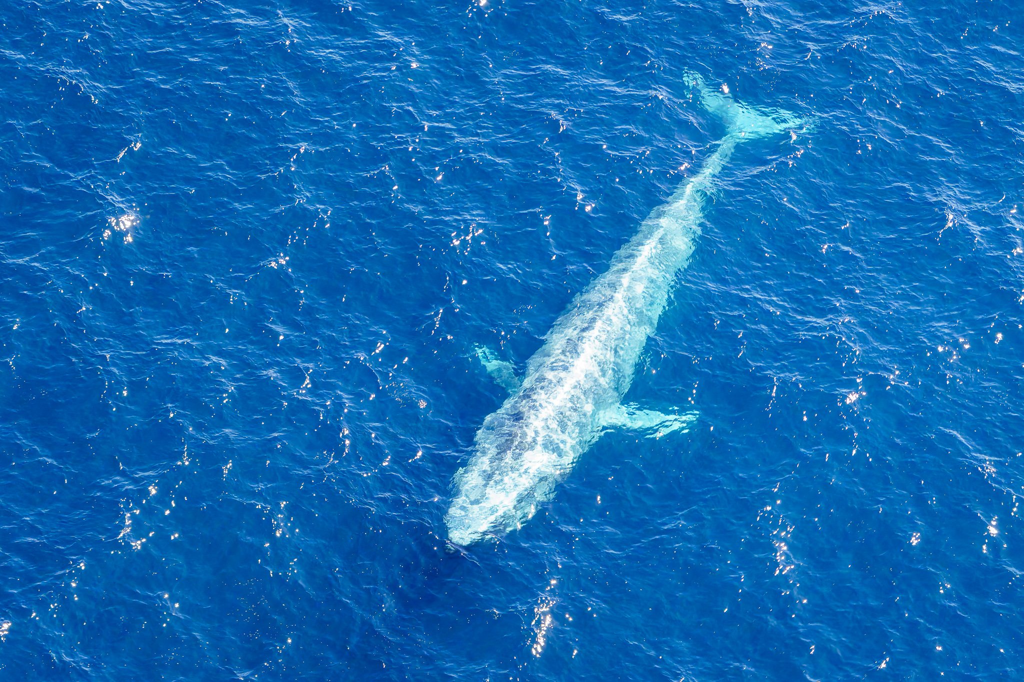 Whale breach aerial