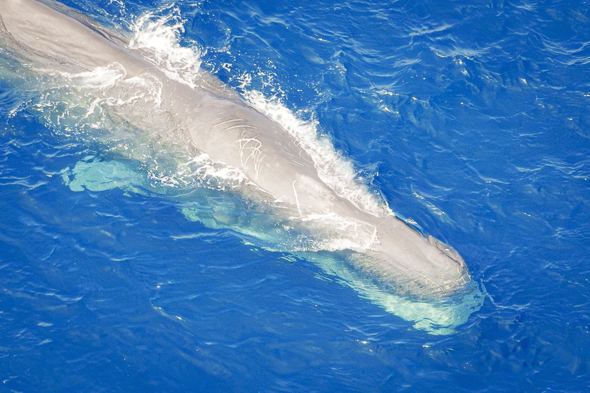 Whale surfacing aerial