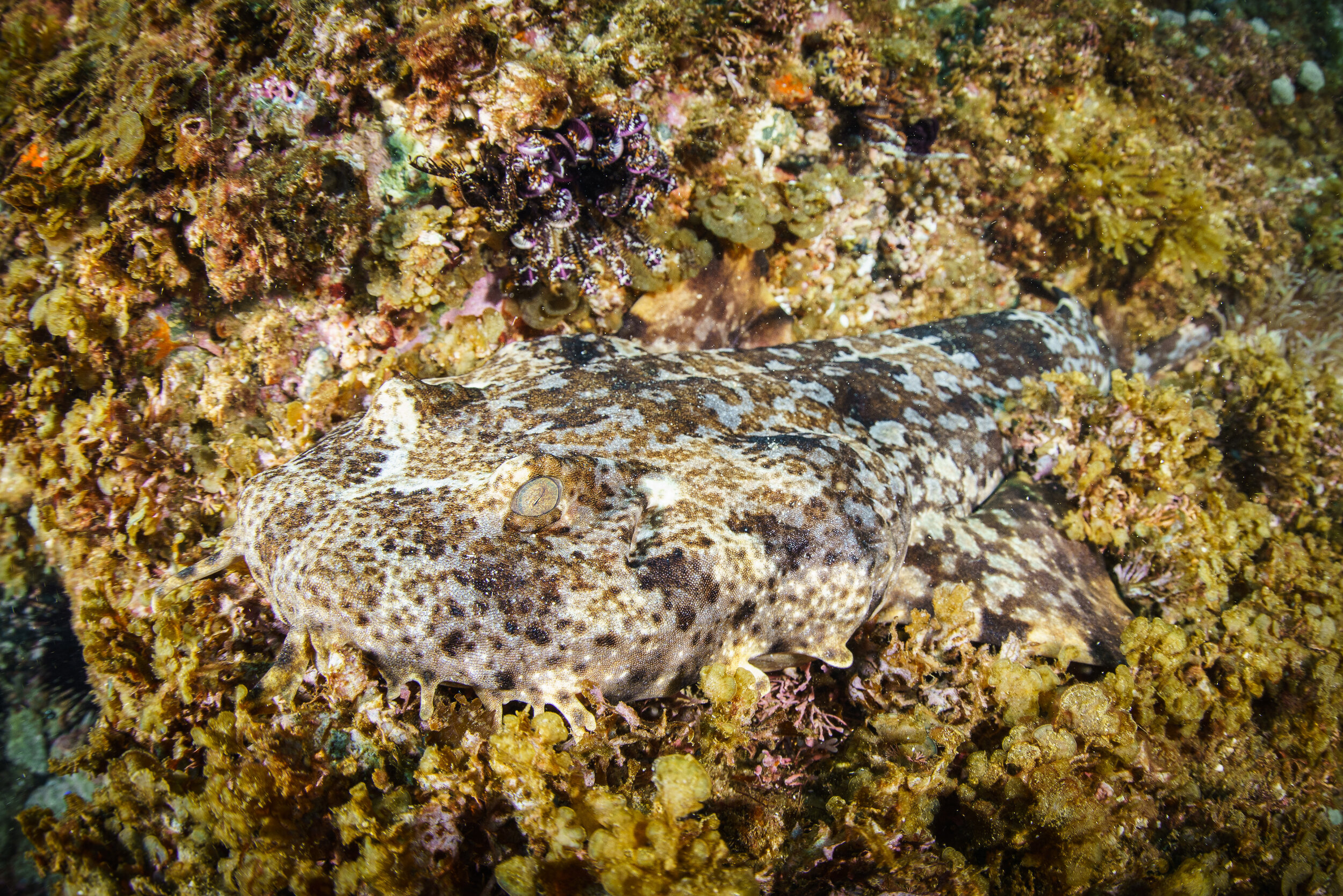 Underwater identification photo