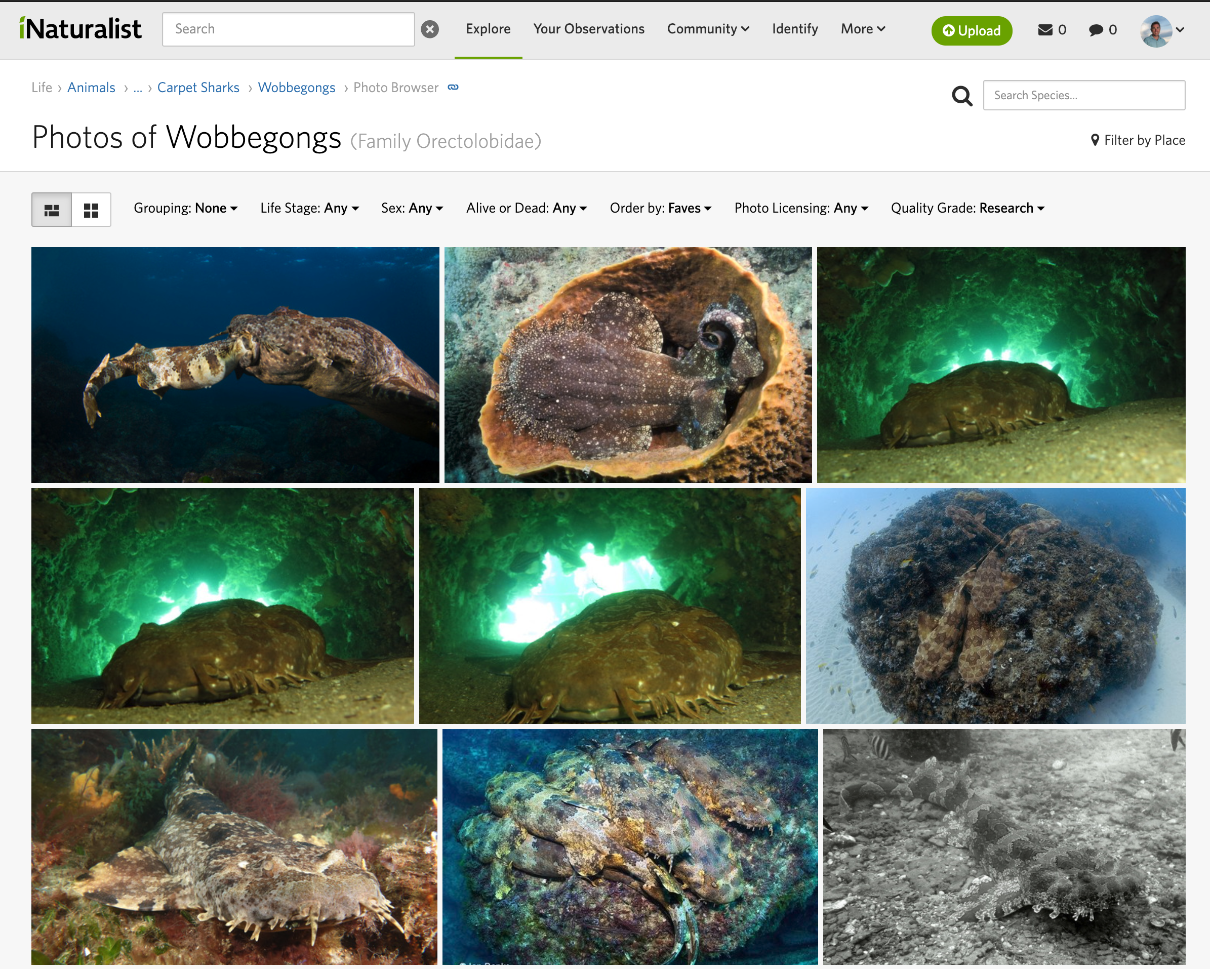 Wild Me platform screenshot