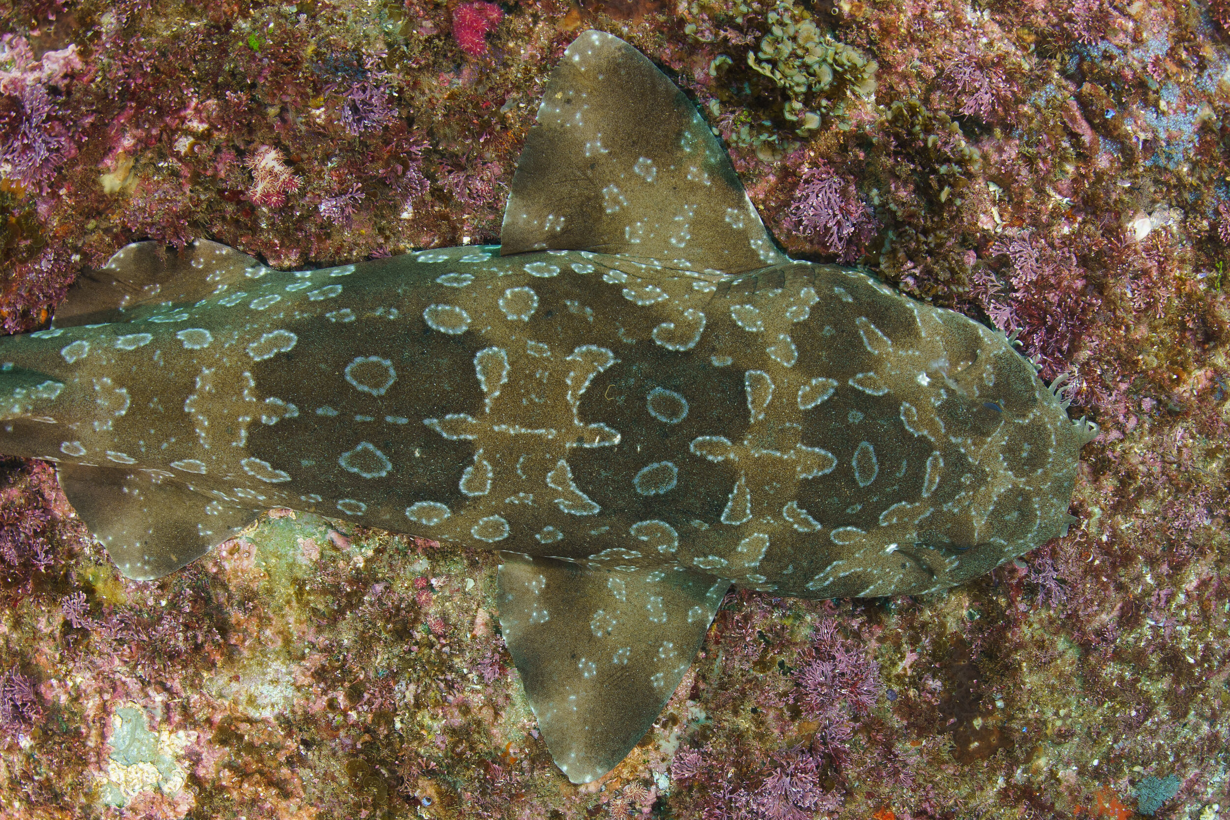 Shark ID identification zone