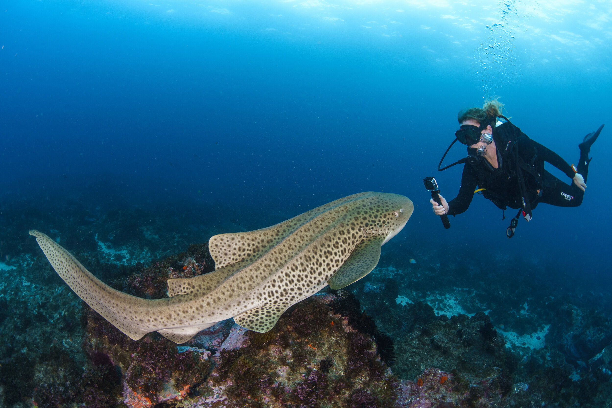Leopard shark at Julian Rocks