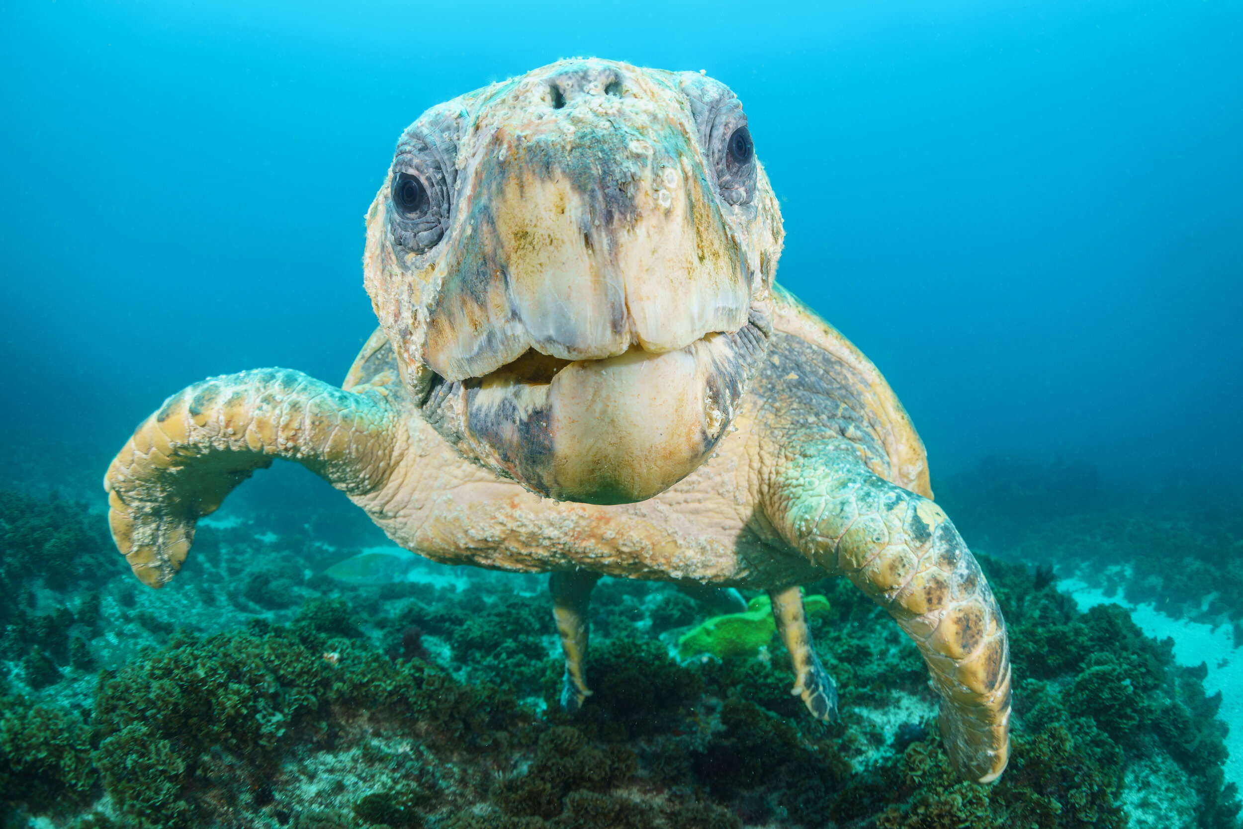 Loggerhead turtle at Julian Rocks