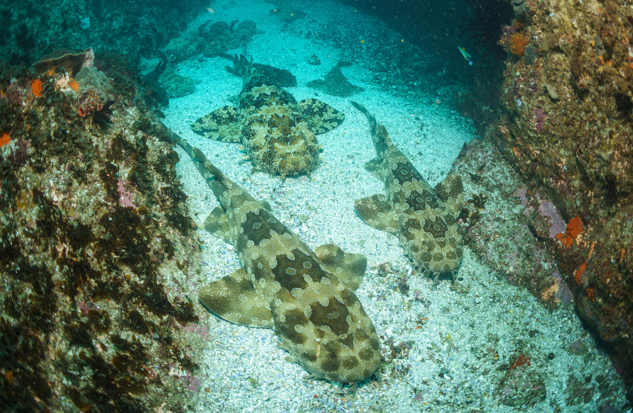 Wobbegong sharks at Julian Rocks