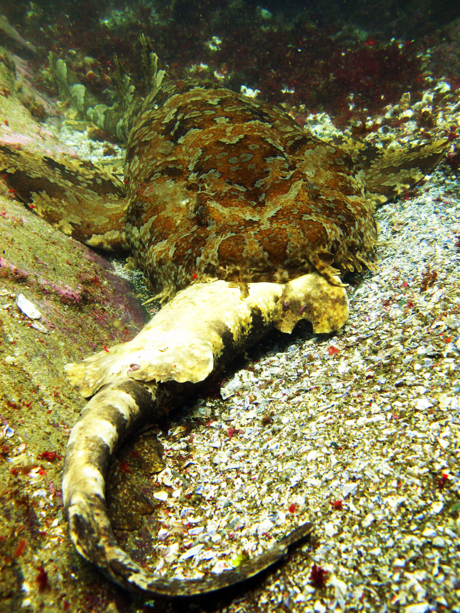 Banded wobbegong eating another ornate wobbegong