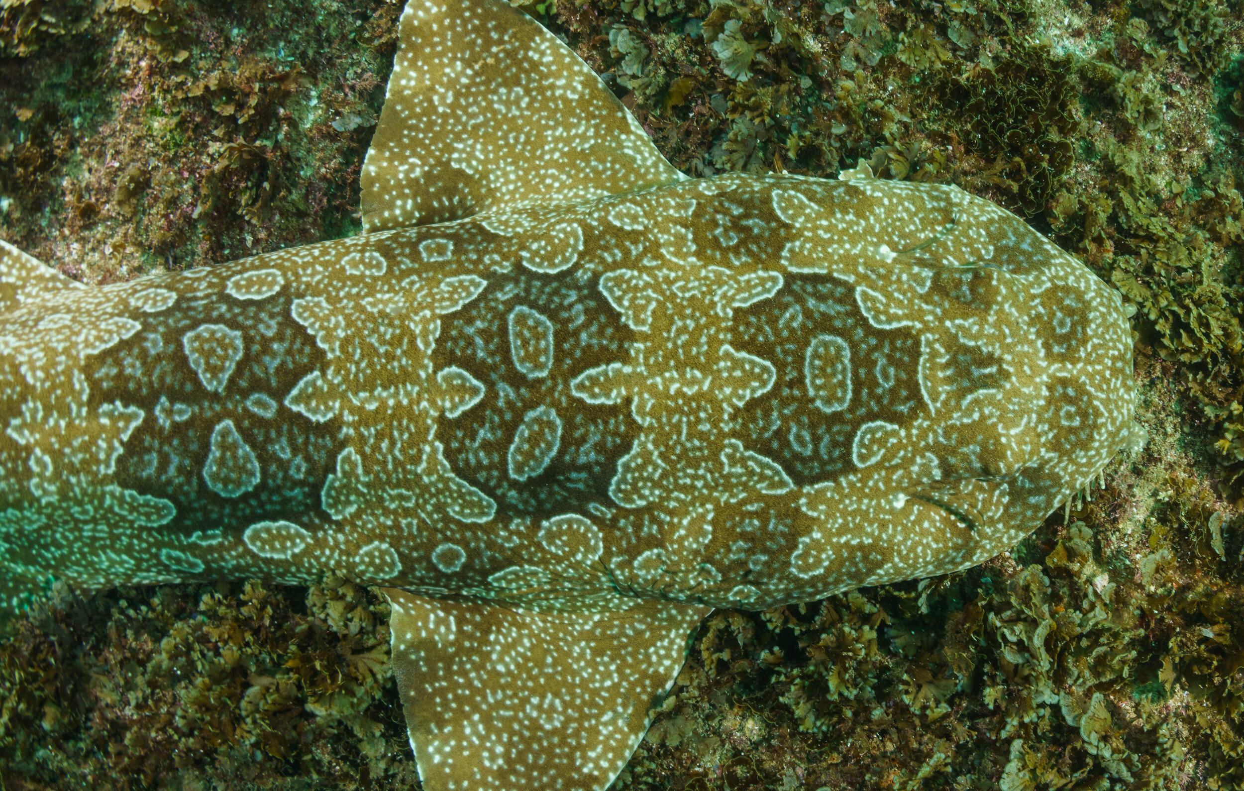 Ornate wobbegong
