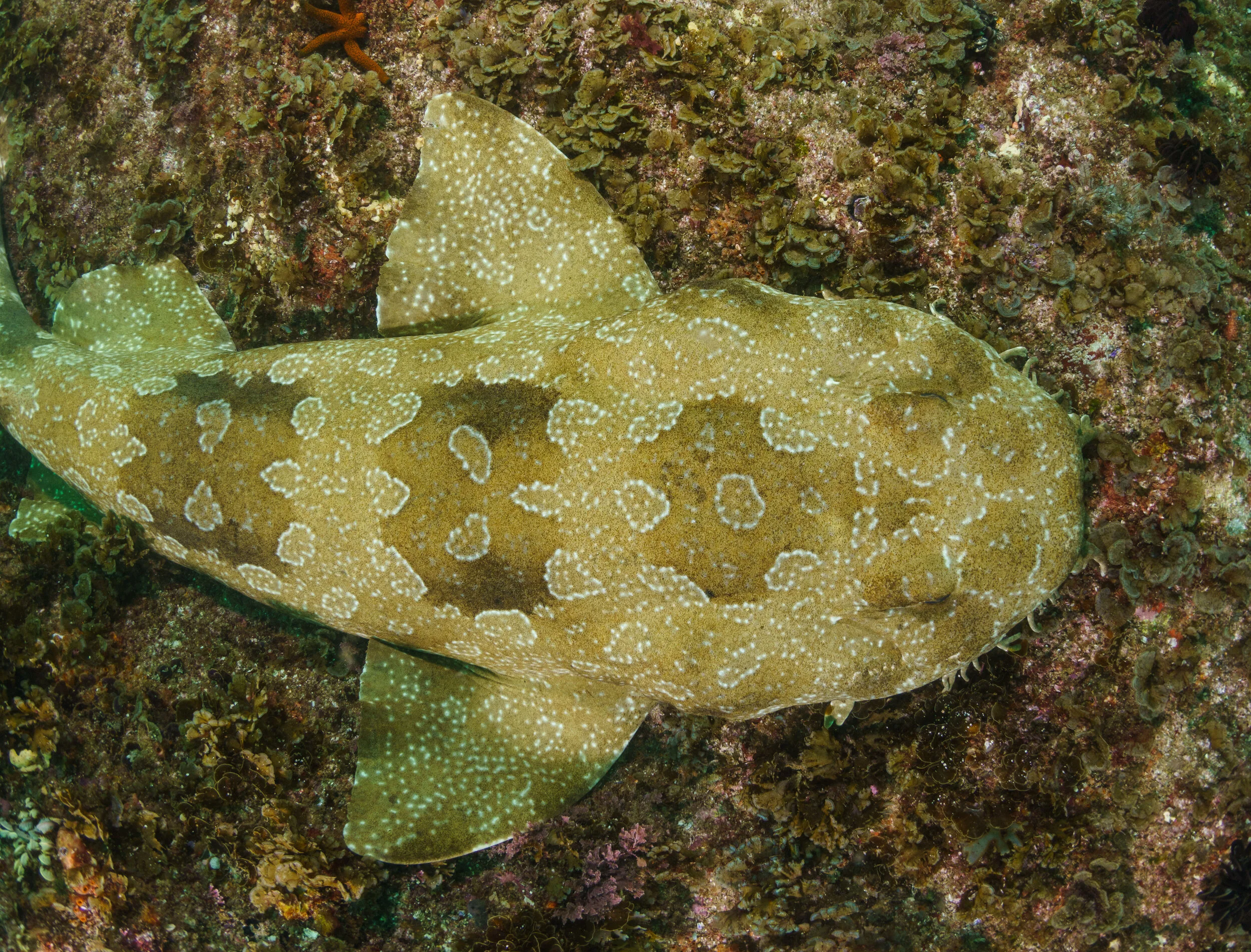 Banded wobbegong at Julian Rocks