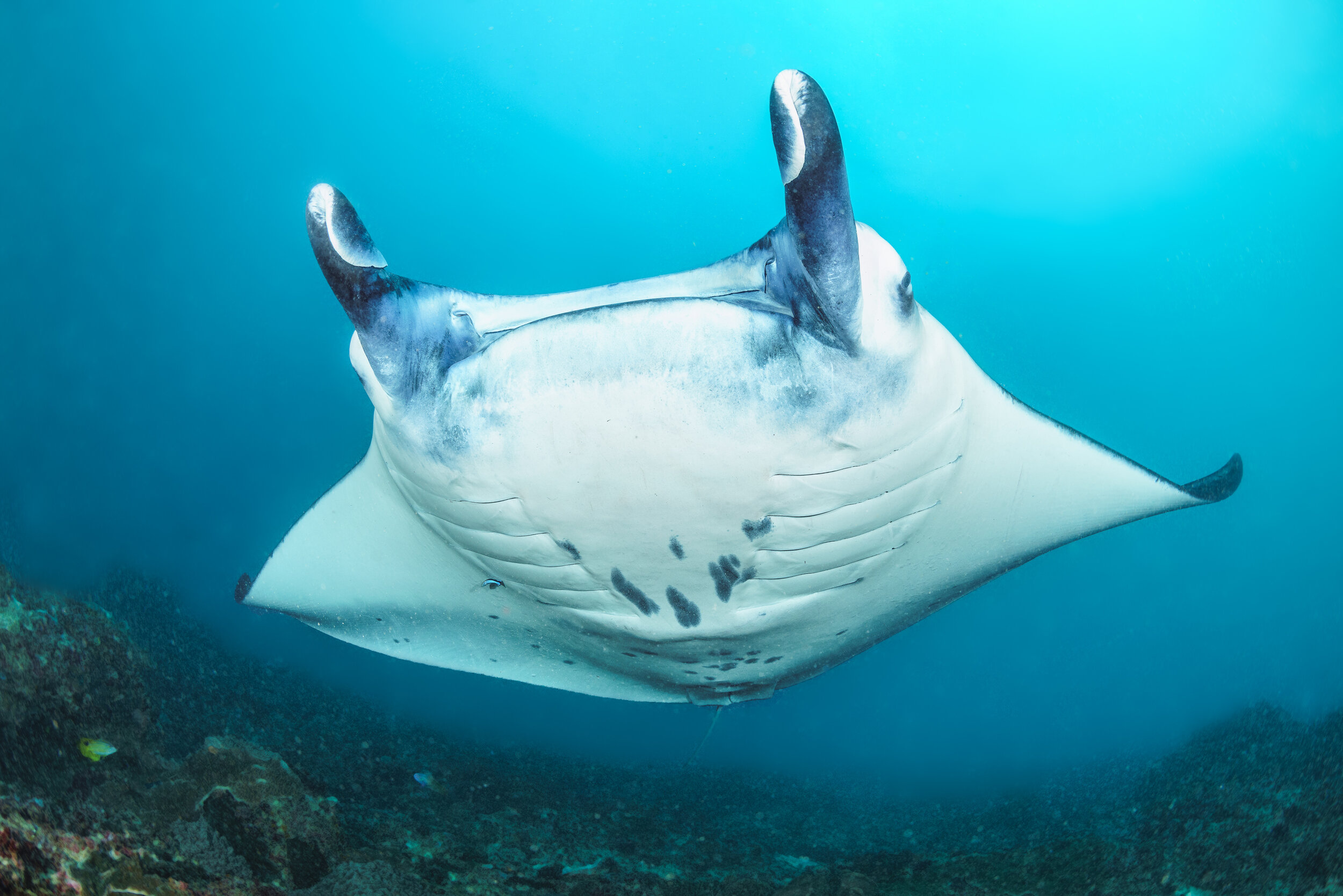 Manta ray