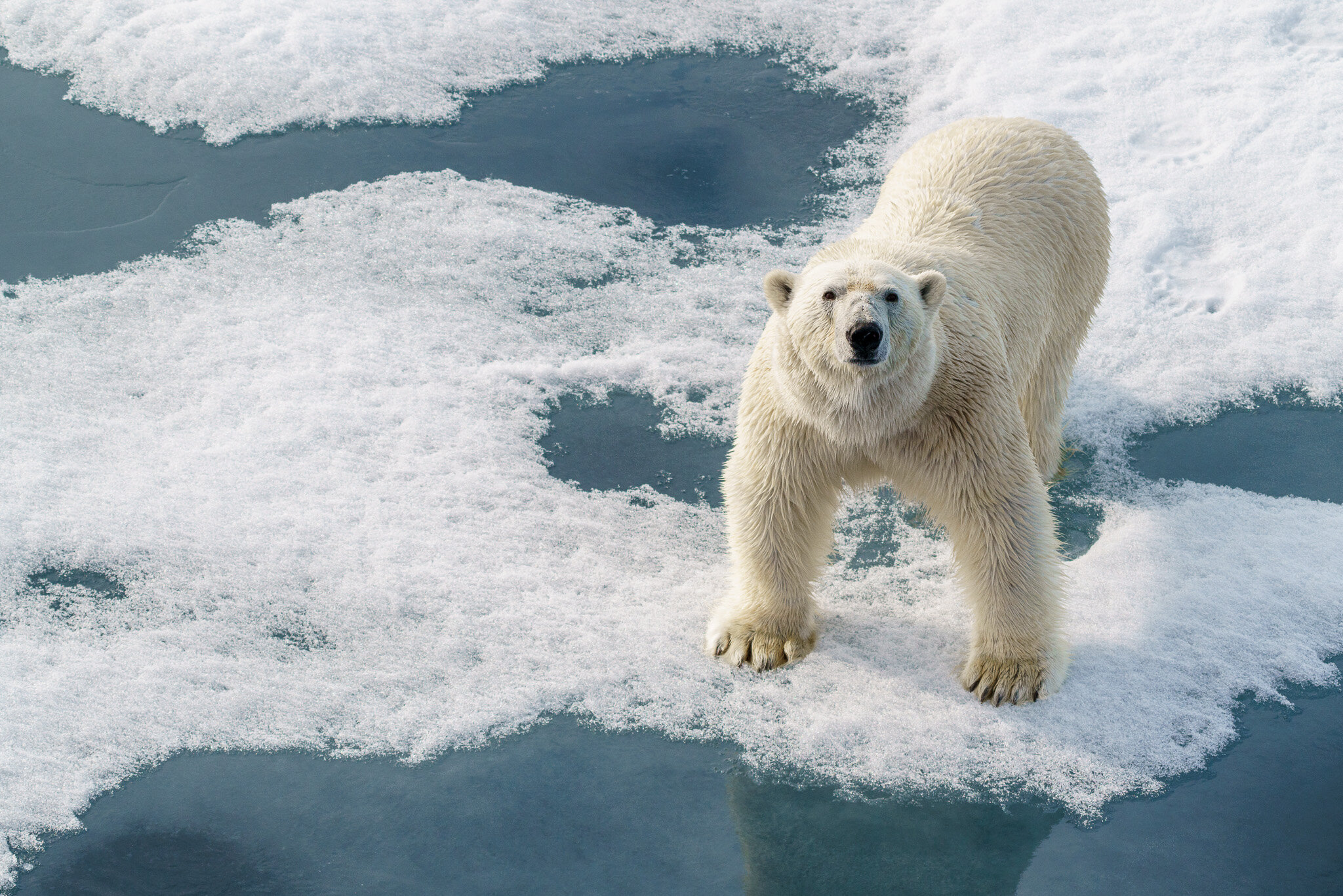 Polar bear in Arctic