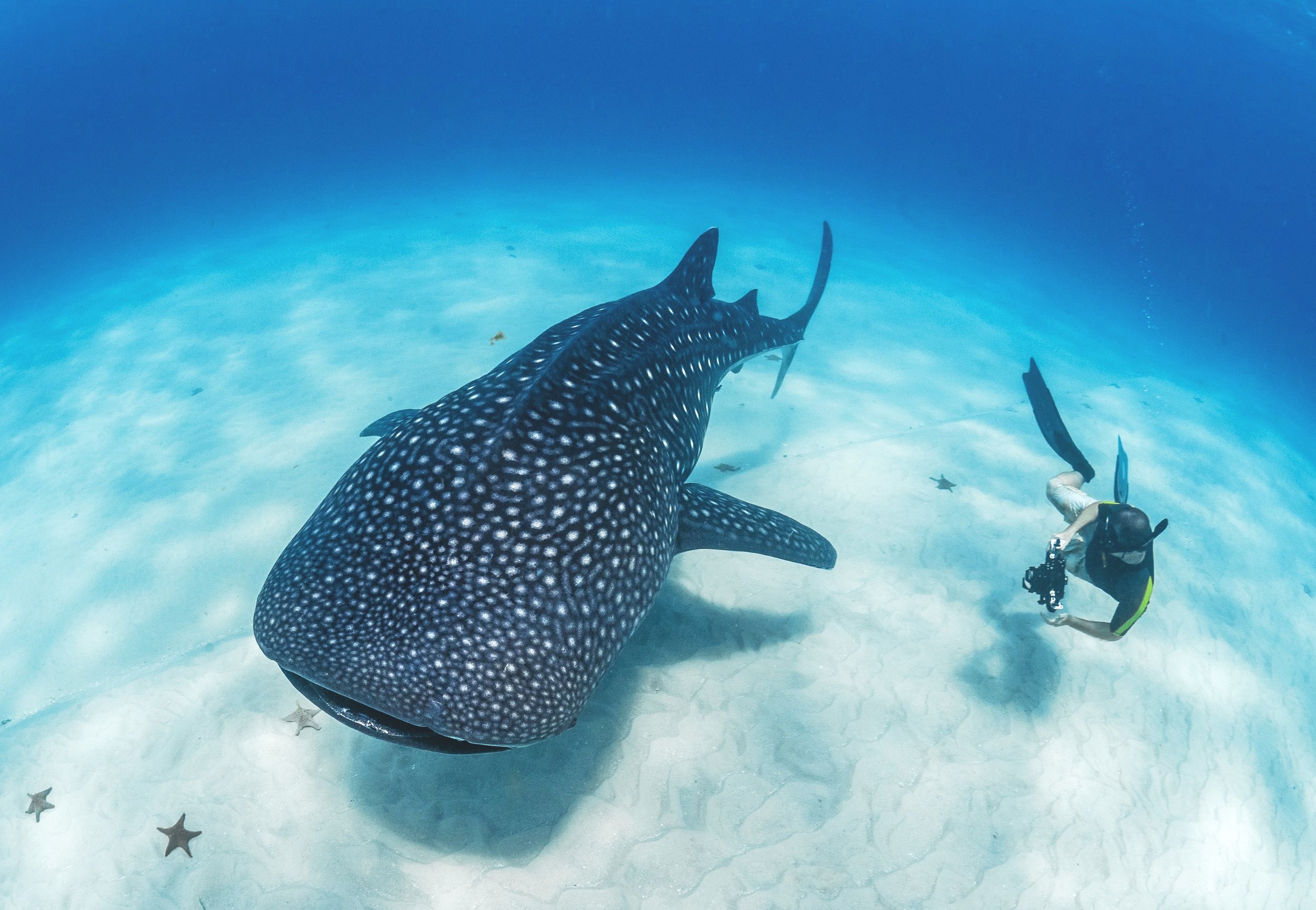 Swimming with whale shark