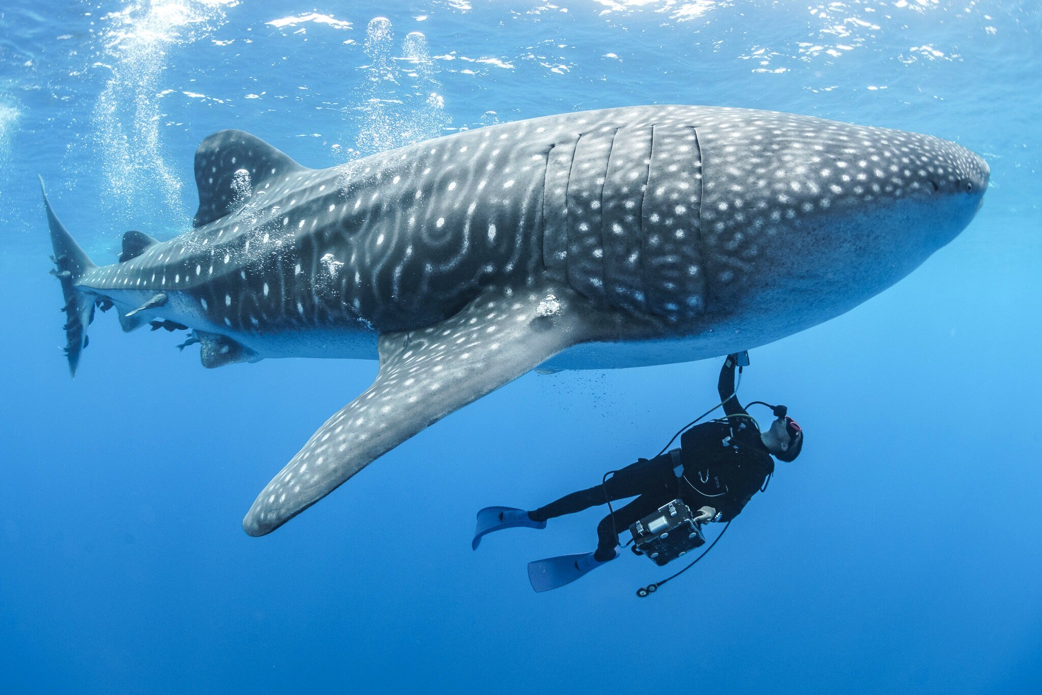 Whale shark research