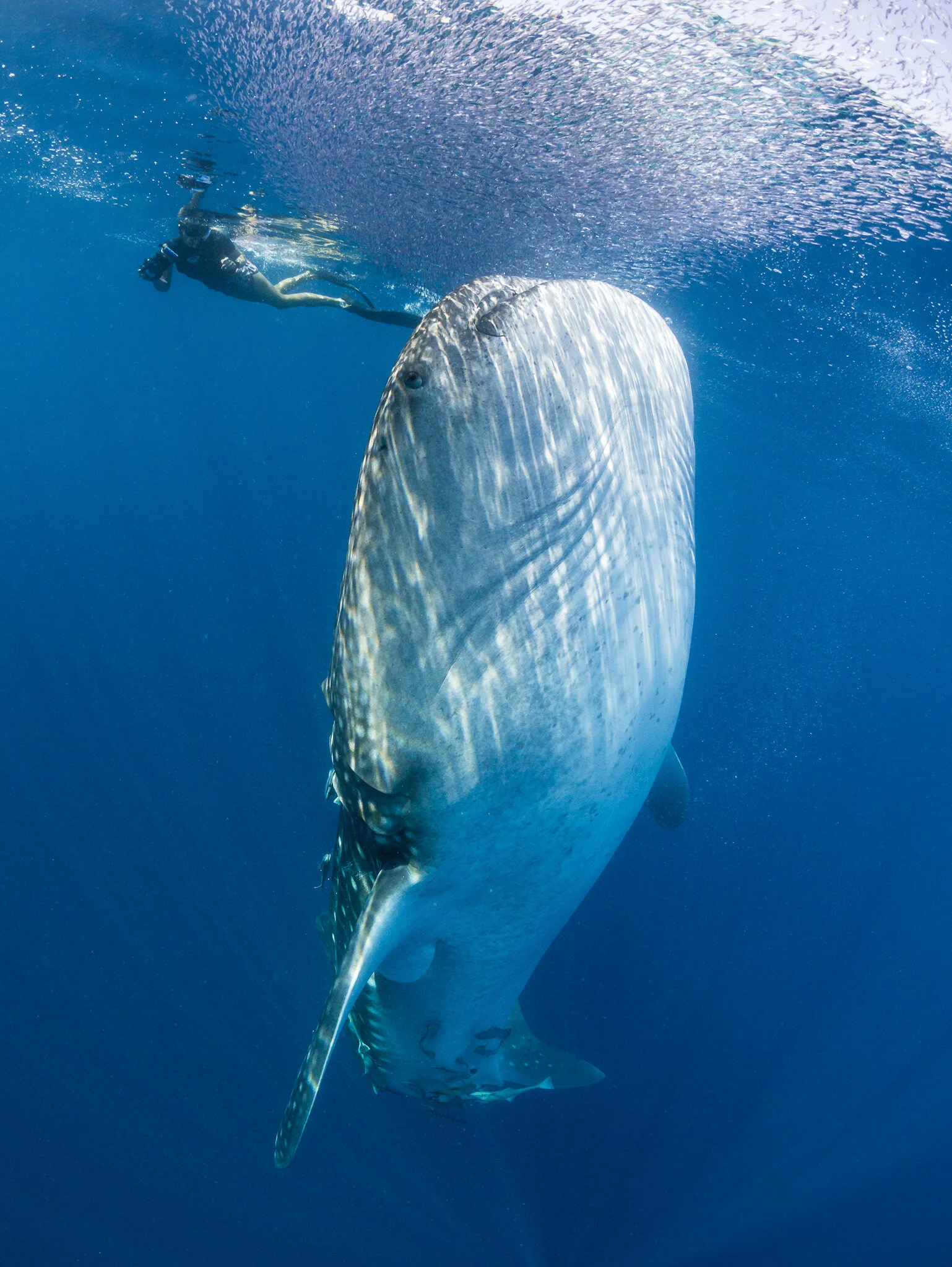 Wildlife photography by Simon J Pierce