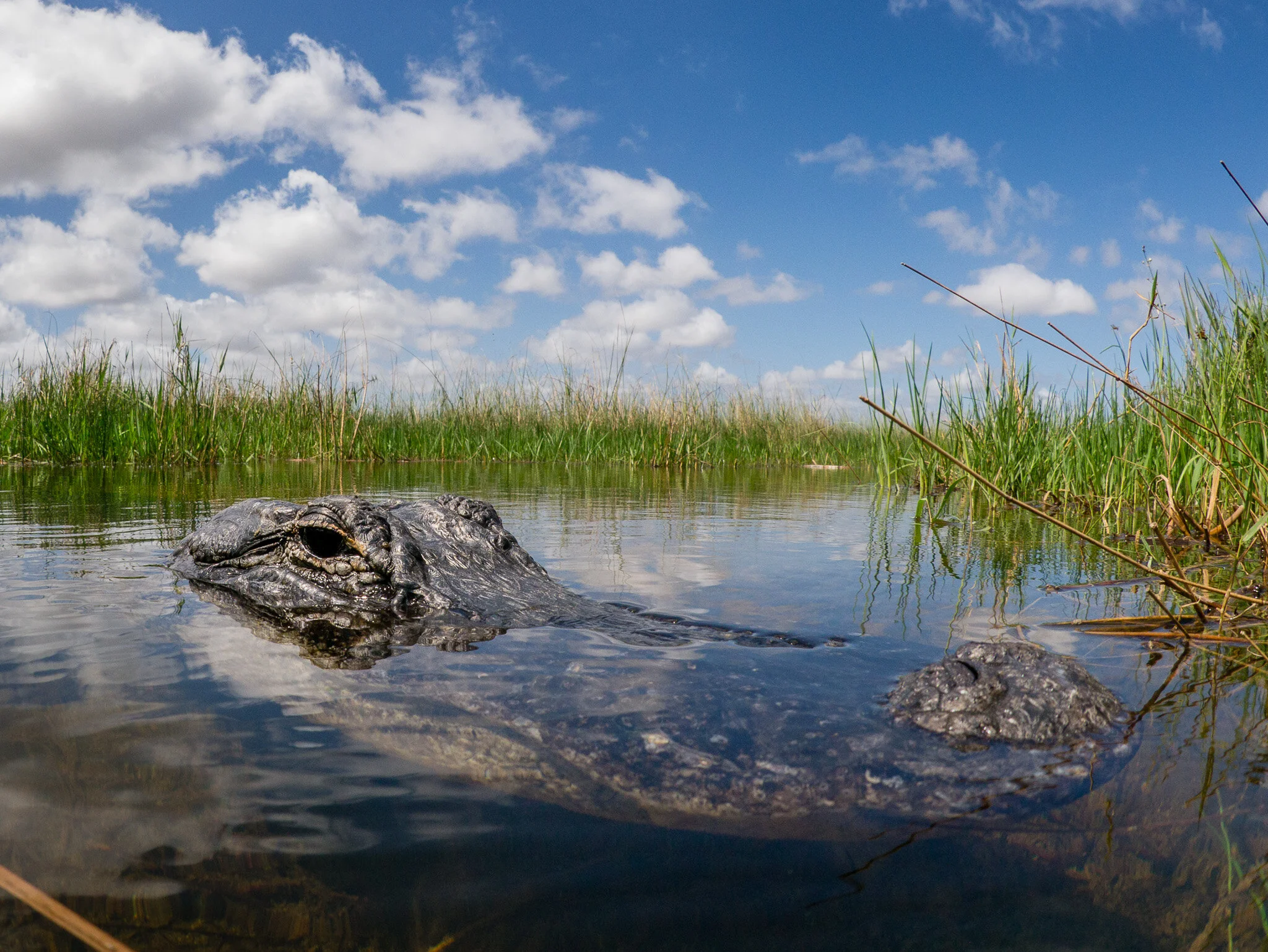 Wildlife photography by Simon J Pierce