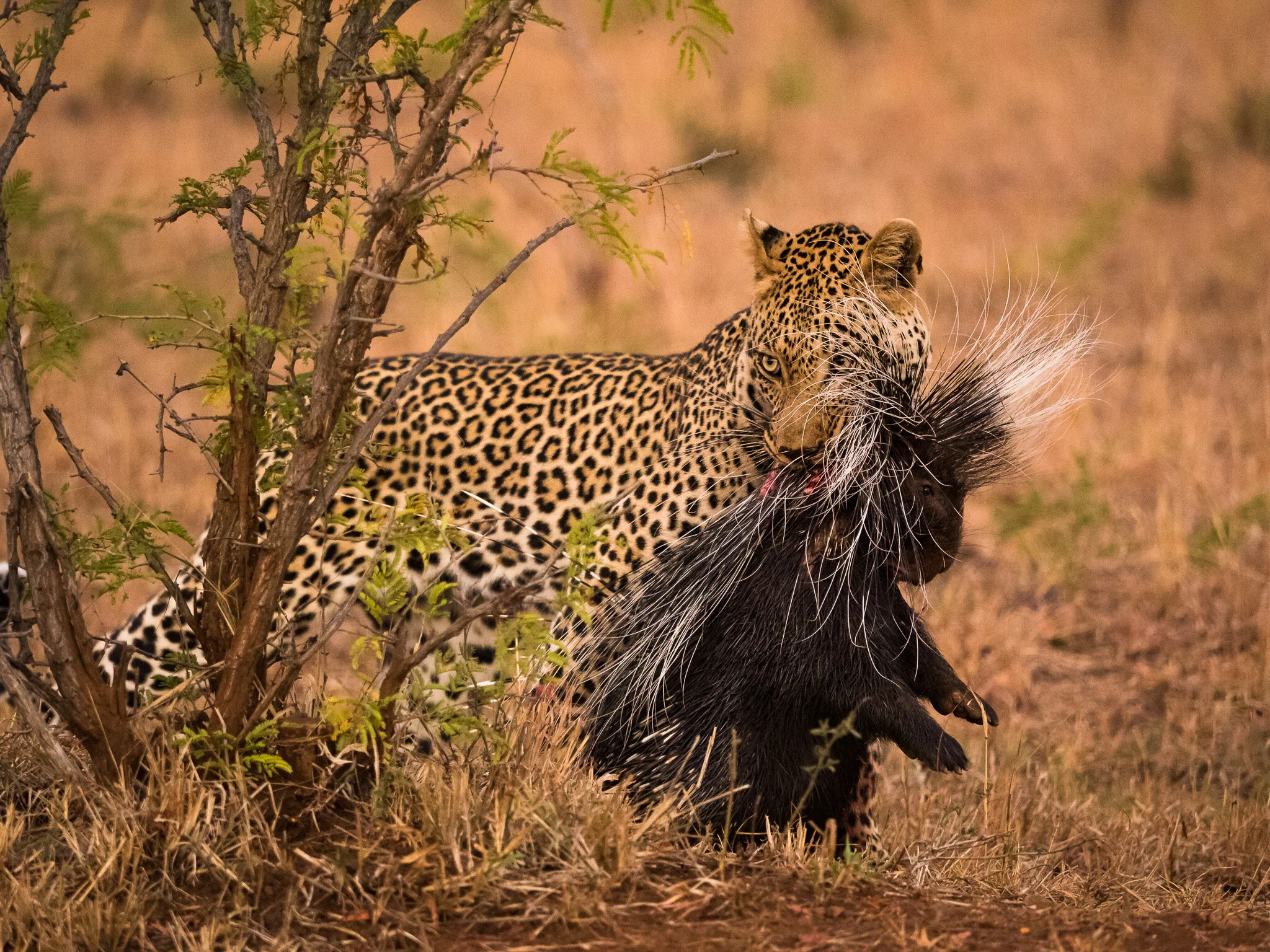 Wildlife photography by Simon J Pierce