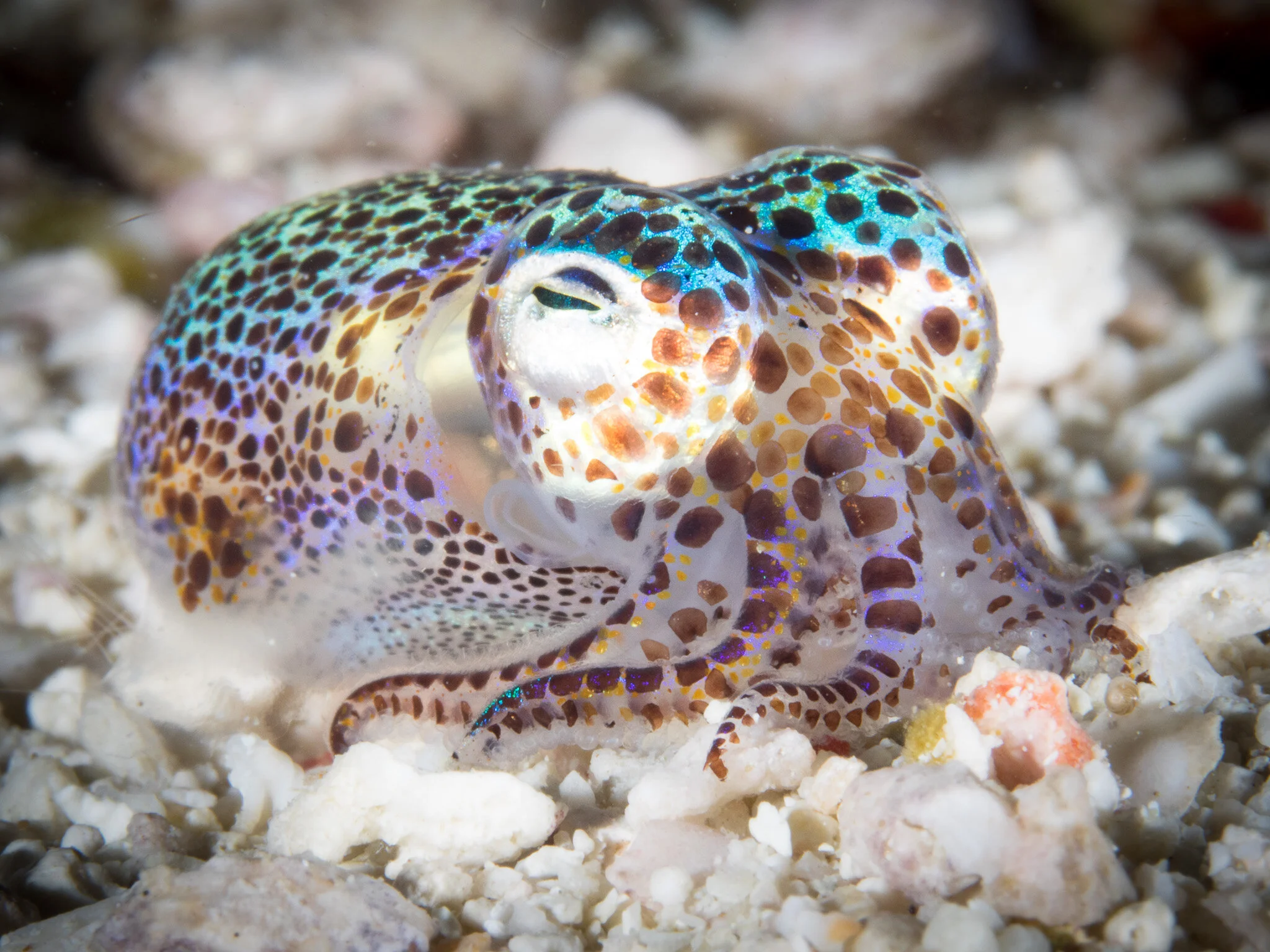 Wildlife photography by Simon J Pierce