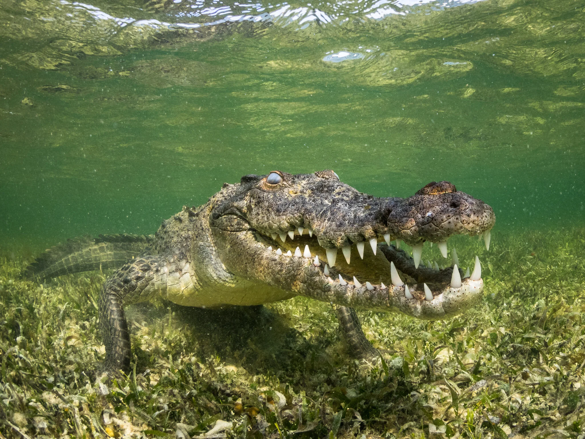 Wildlife photography by Simon J Pierce