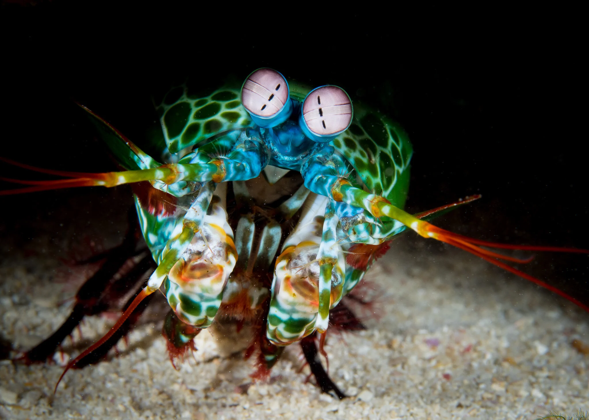 Wildlife photography by Simon J Pierce