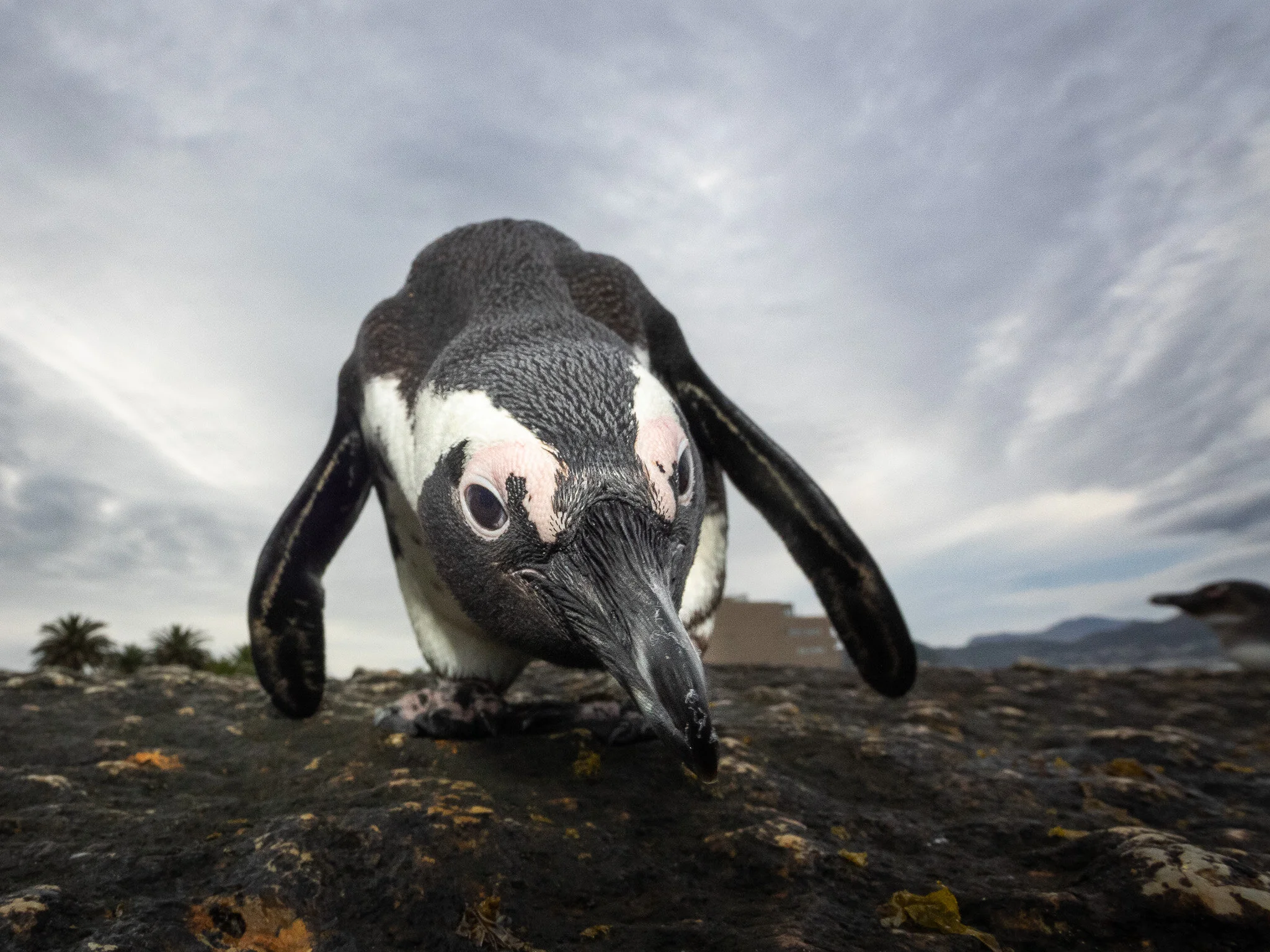 Wildlife photography by Simon J Pierce