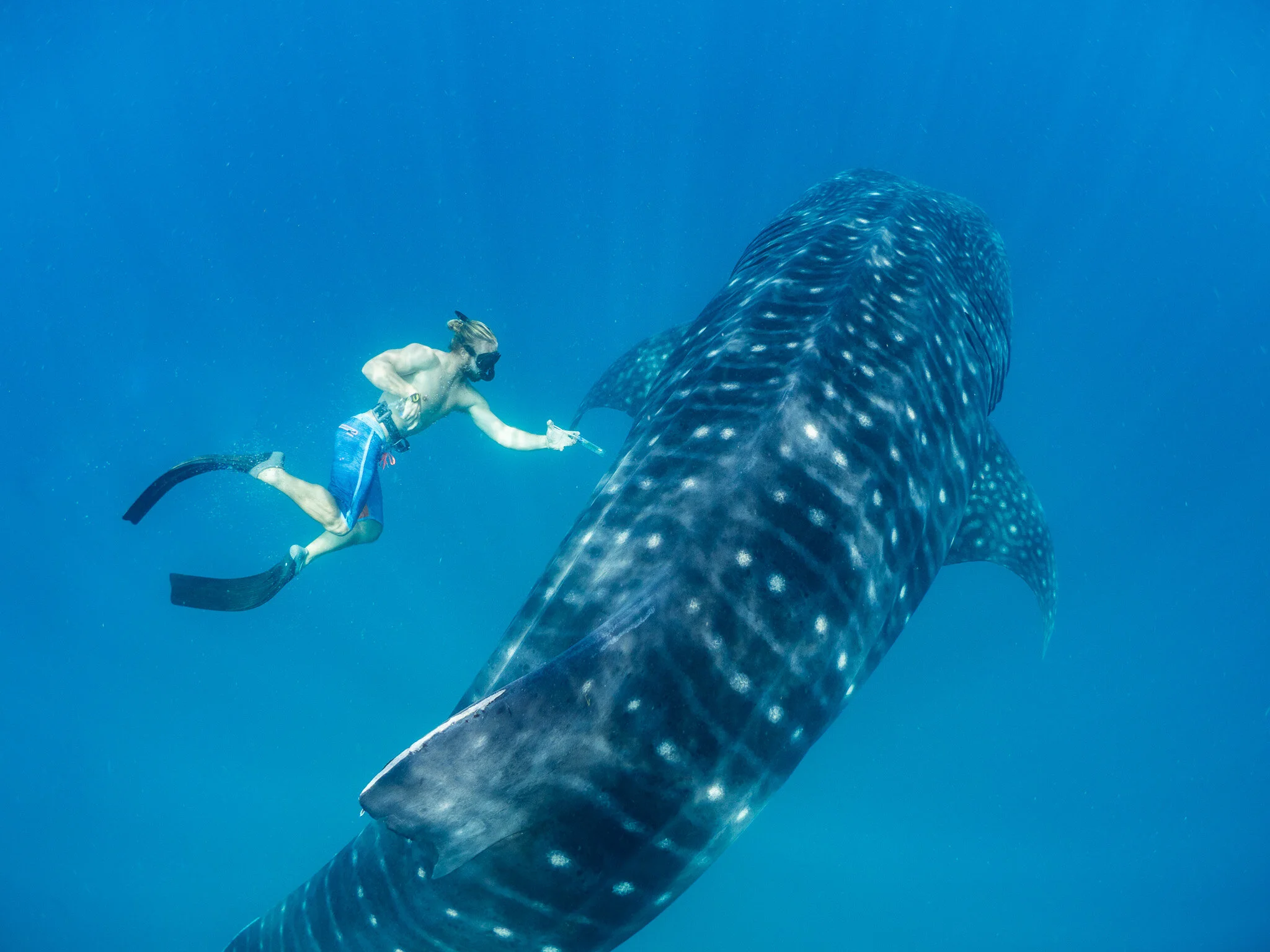 Wildlife photography by Simon J Pierce