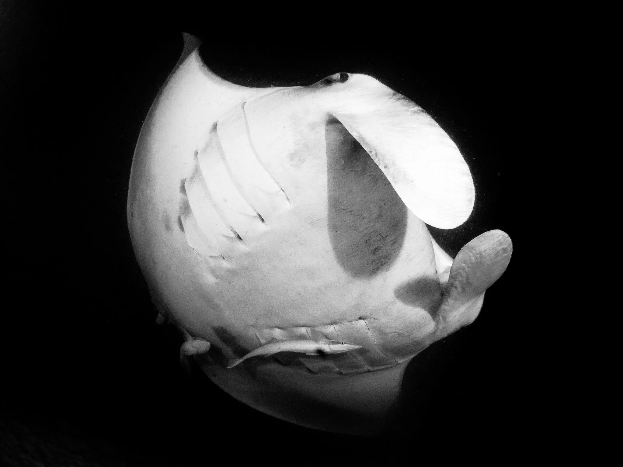 Wildlife photography by Simon J Pierce