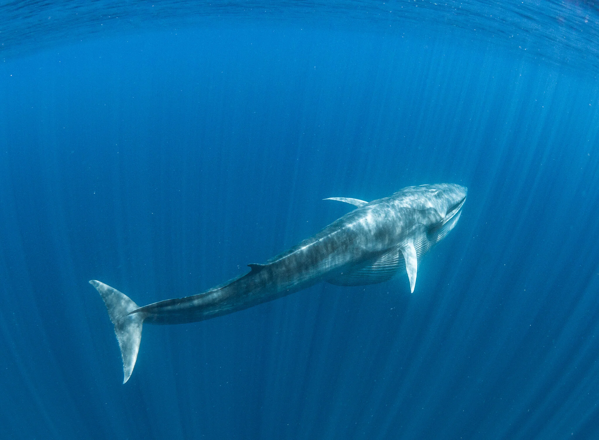 Wildlife photography by Simon J Pierce