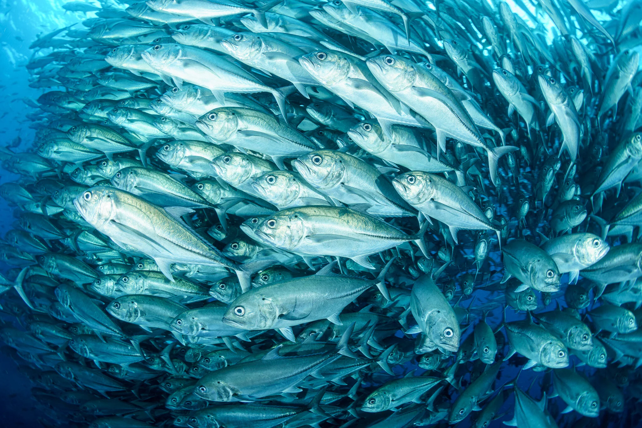 Wildlife photography by Simon J Pierce