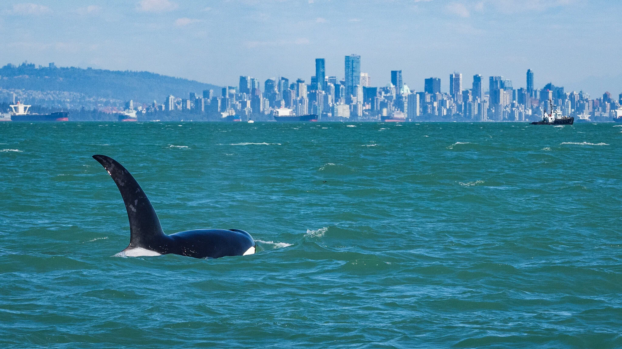 Wildlife photography by Simon J Pierce