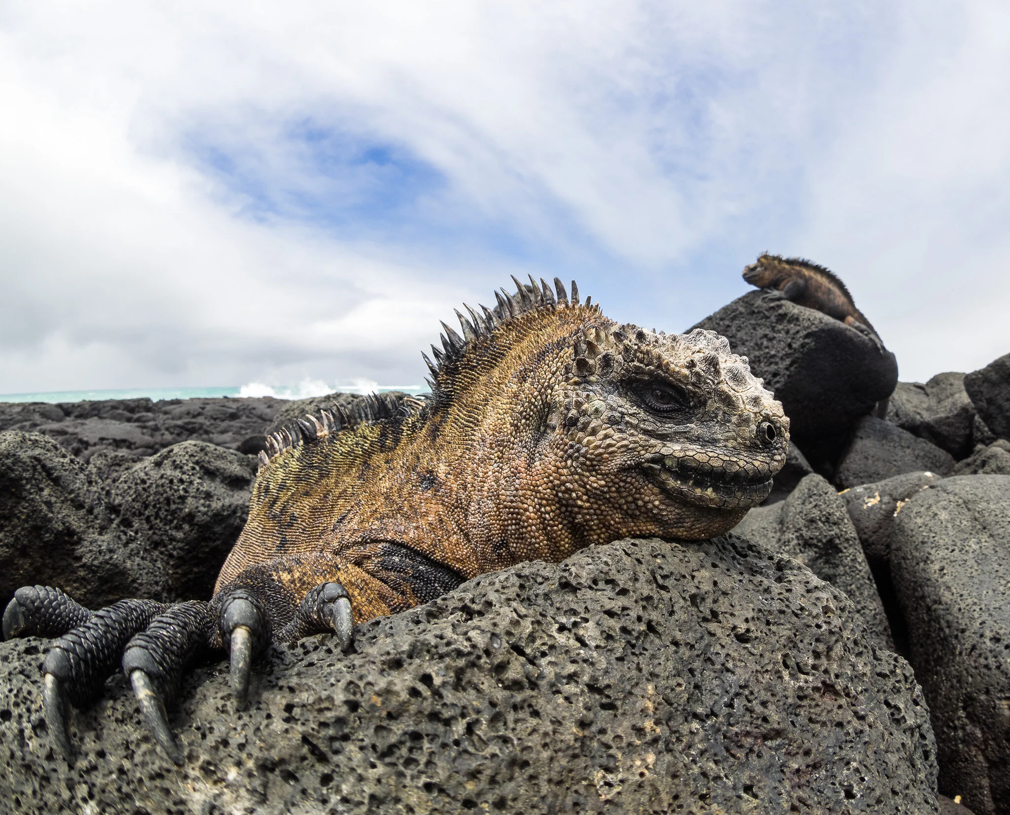 Wildlife photography by Simon J Pierce