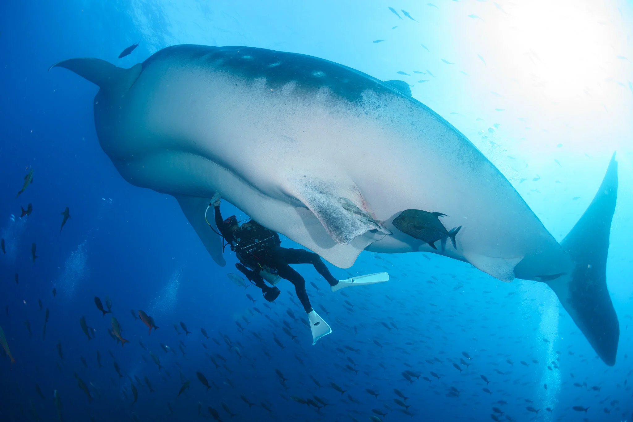 Wildlife photography by Simon J Pierce