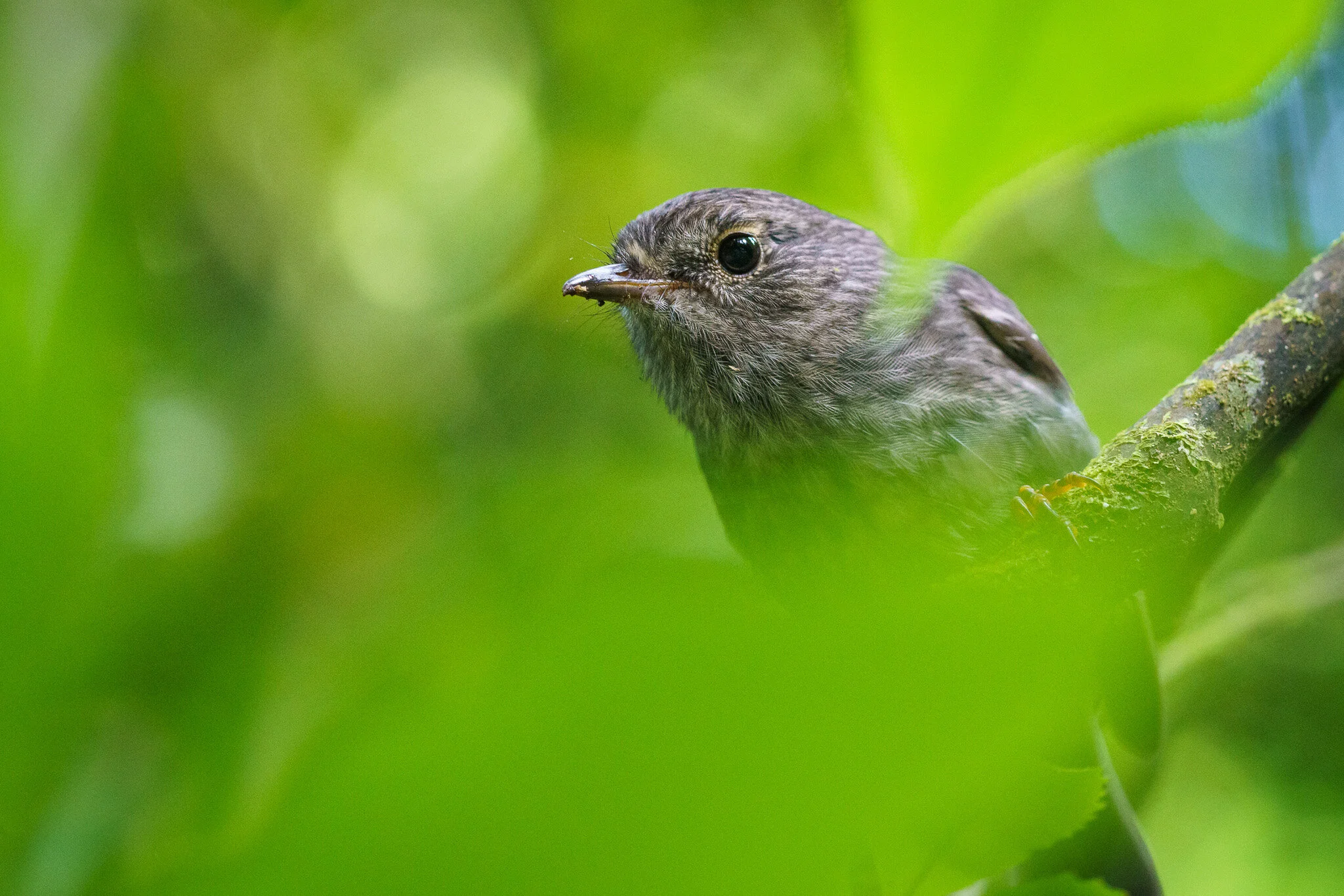 Wildlife photography by Simon J Pierce