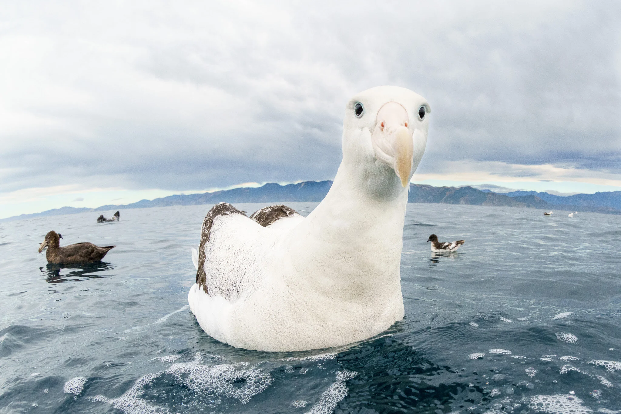 Wildlife photography by Simon J Pierce