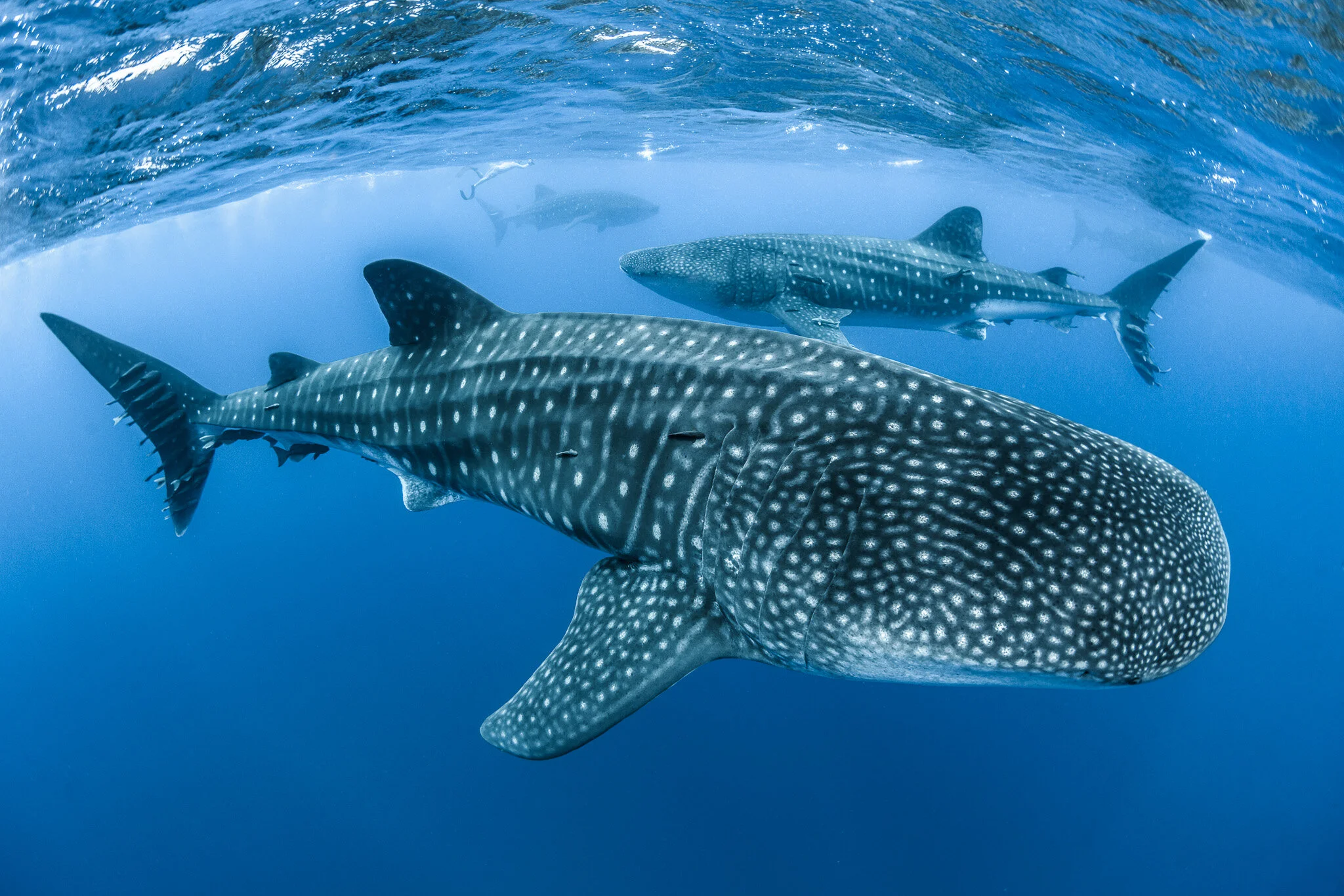 Wildlife photography by Simon J Pierce