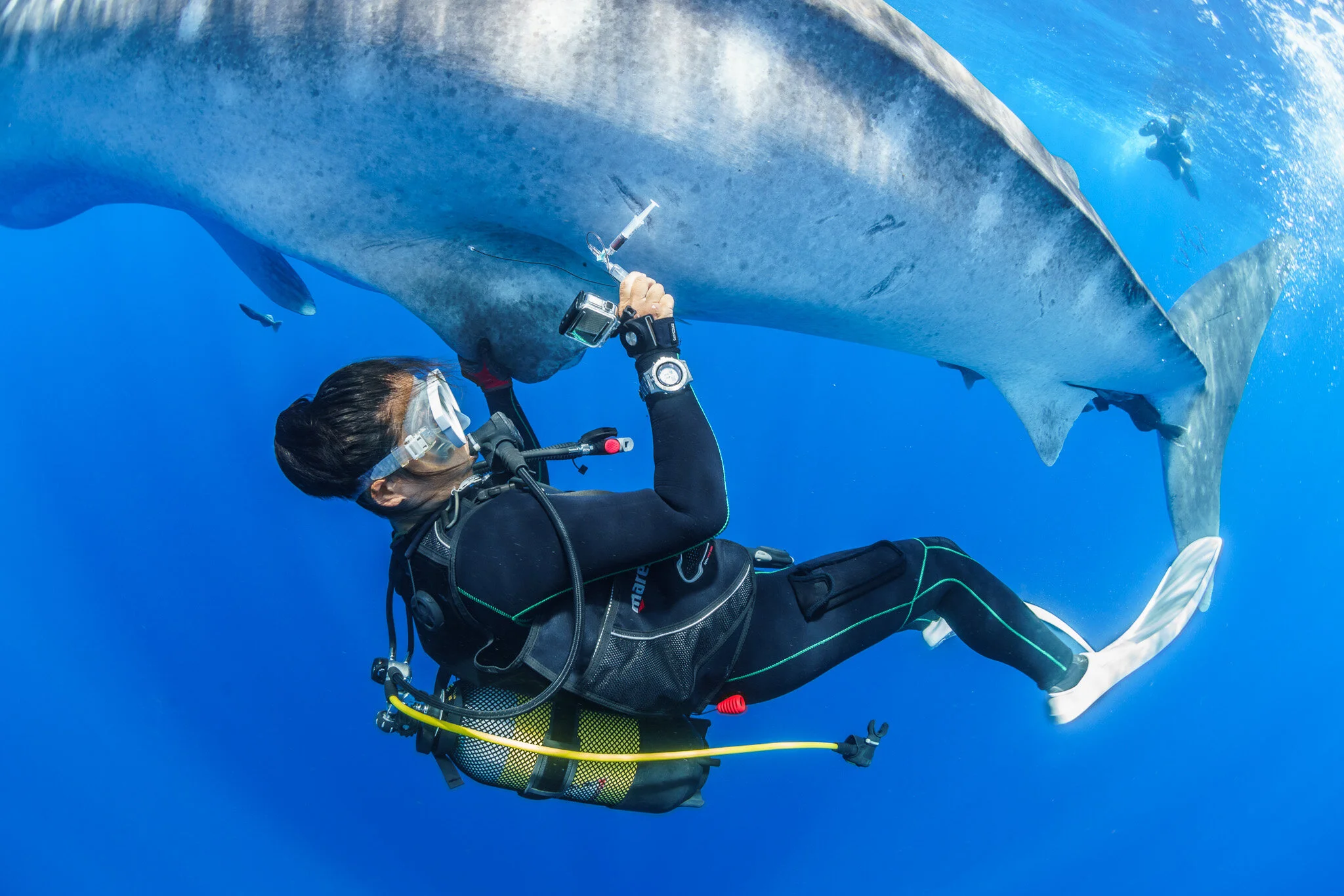 Wildlife photography by Simon J Pierce