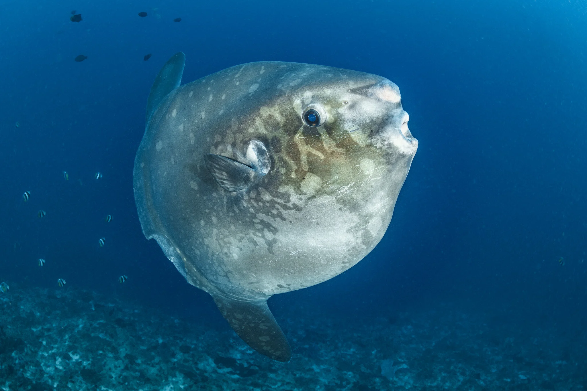 Wildlife photography by Simon J Pierce