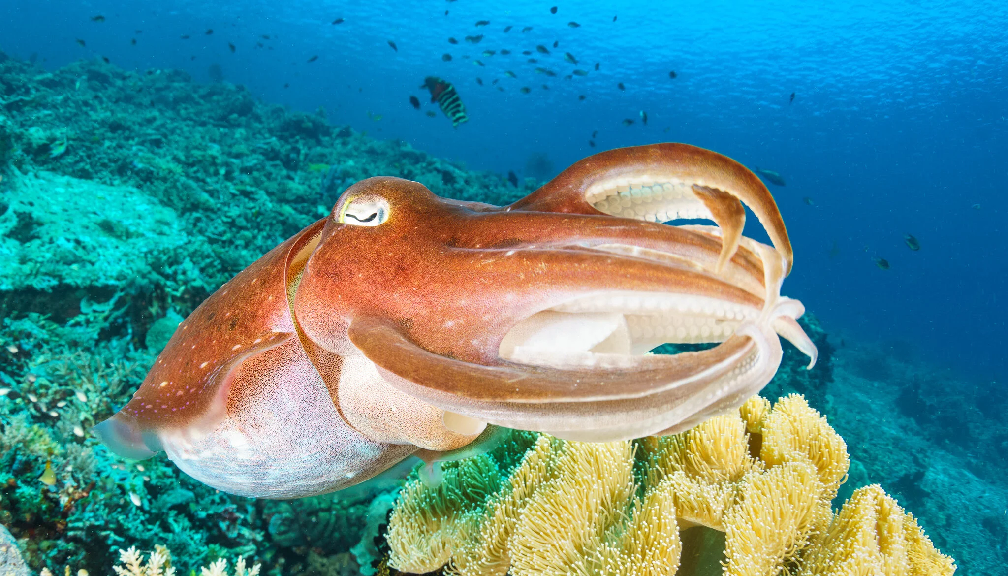 Wildlife photography by Simon J Pierce