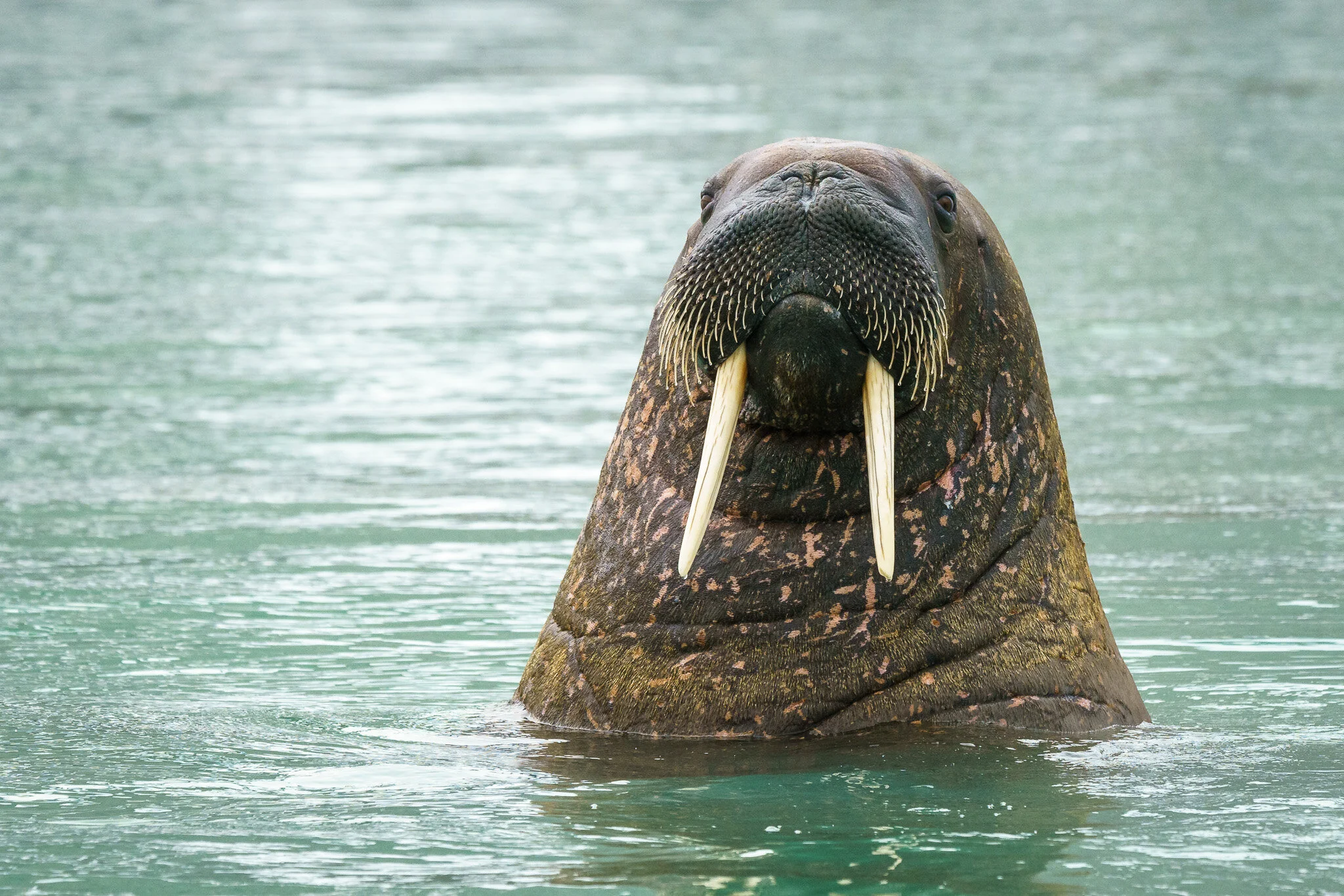 Wildlife photography by Simon J Pierce