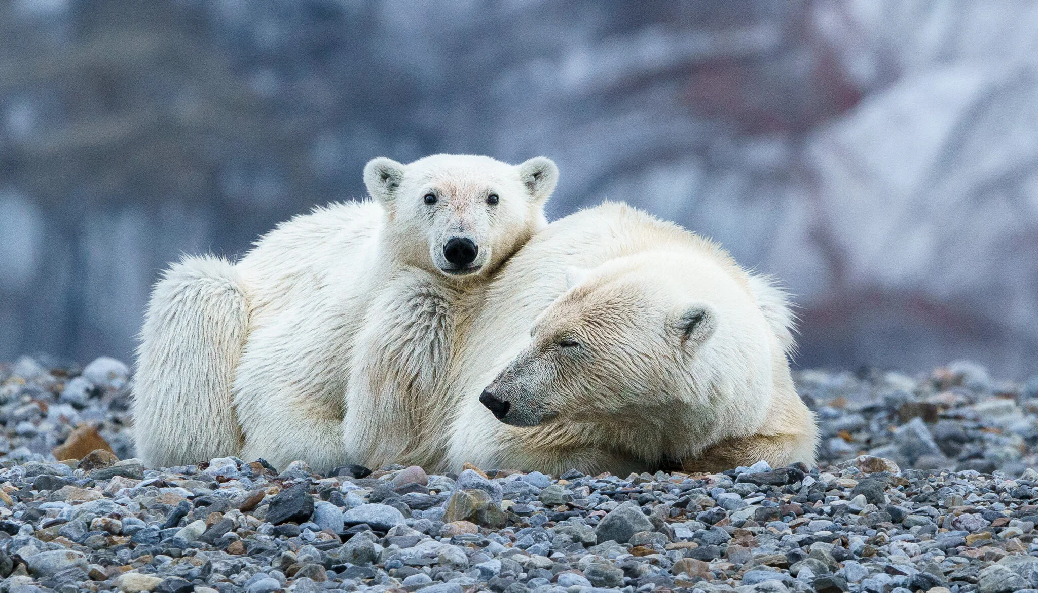 Wildlife photography by Simon J Pierce