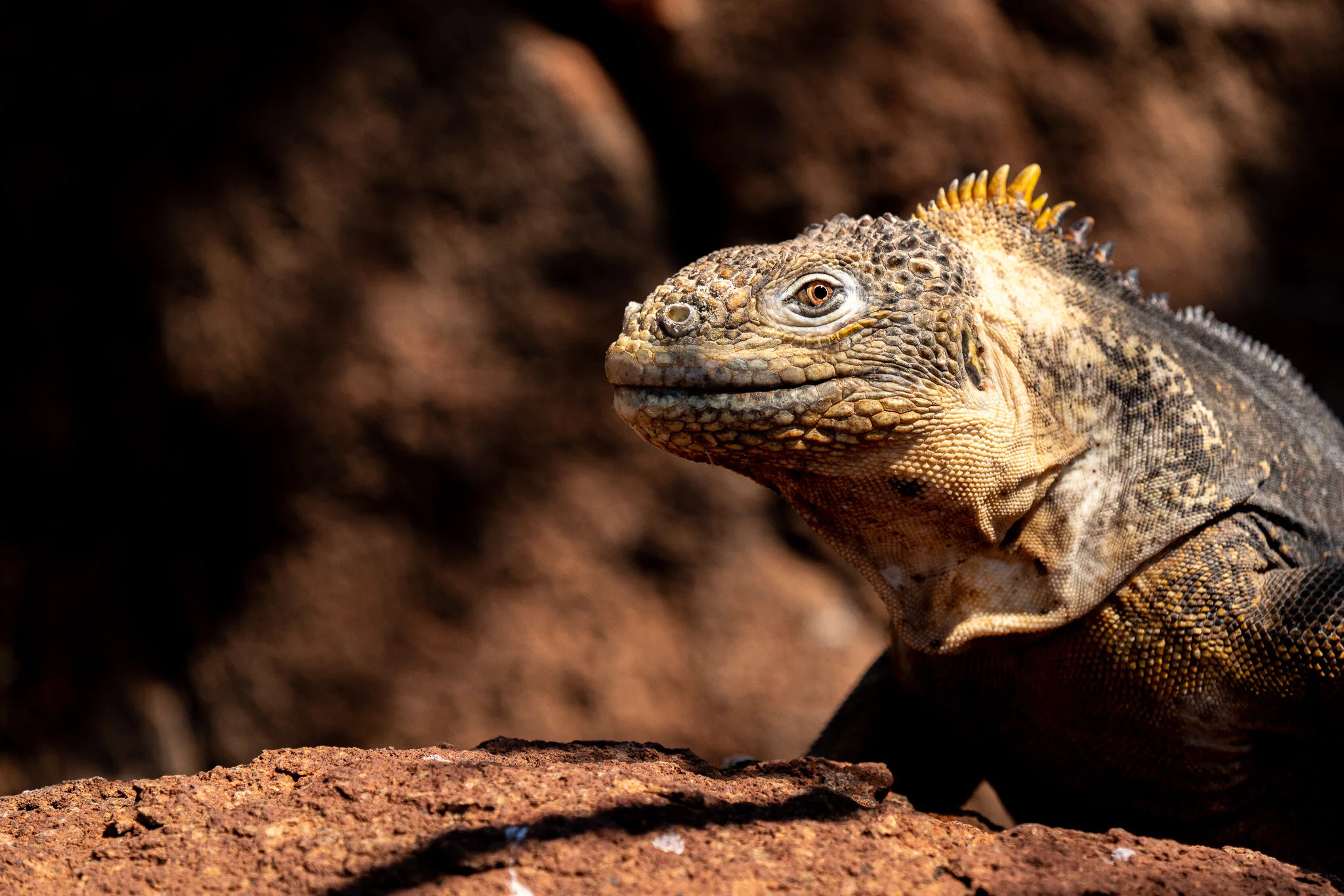 Wildlife photography by Simon J Pierce