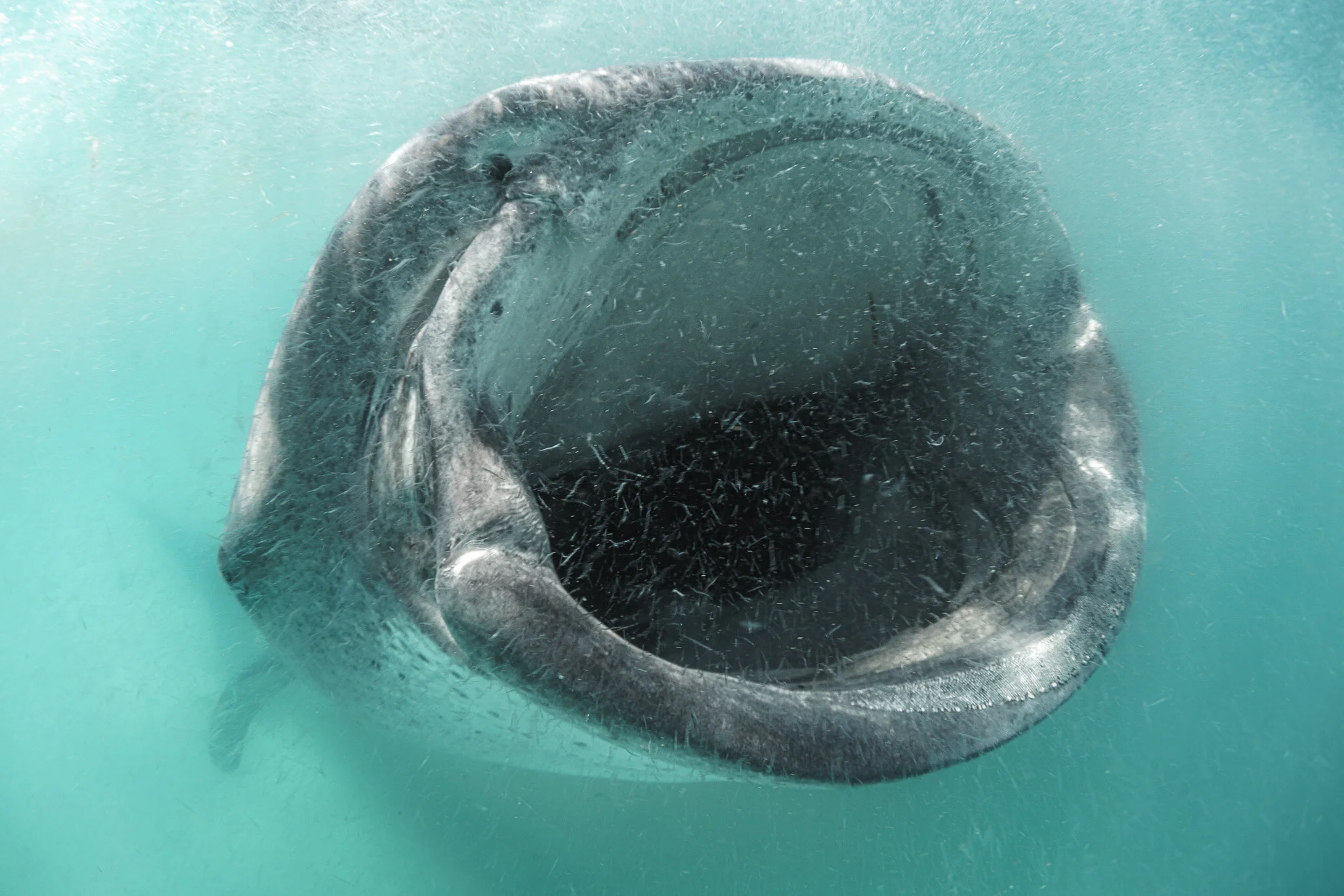 Wildlife photography by Simon J Pierce