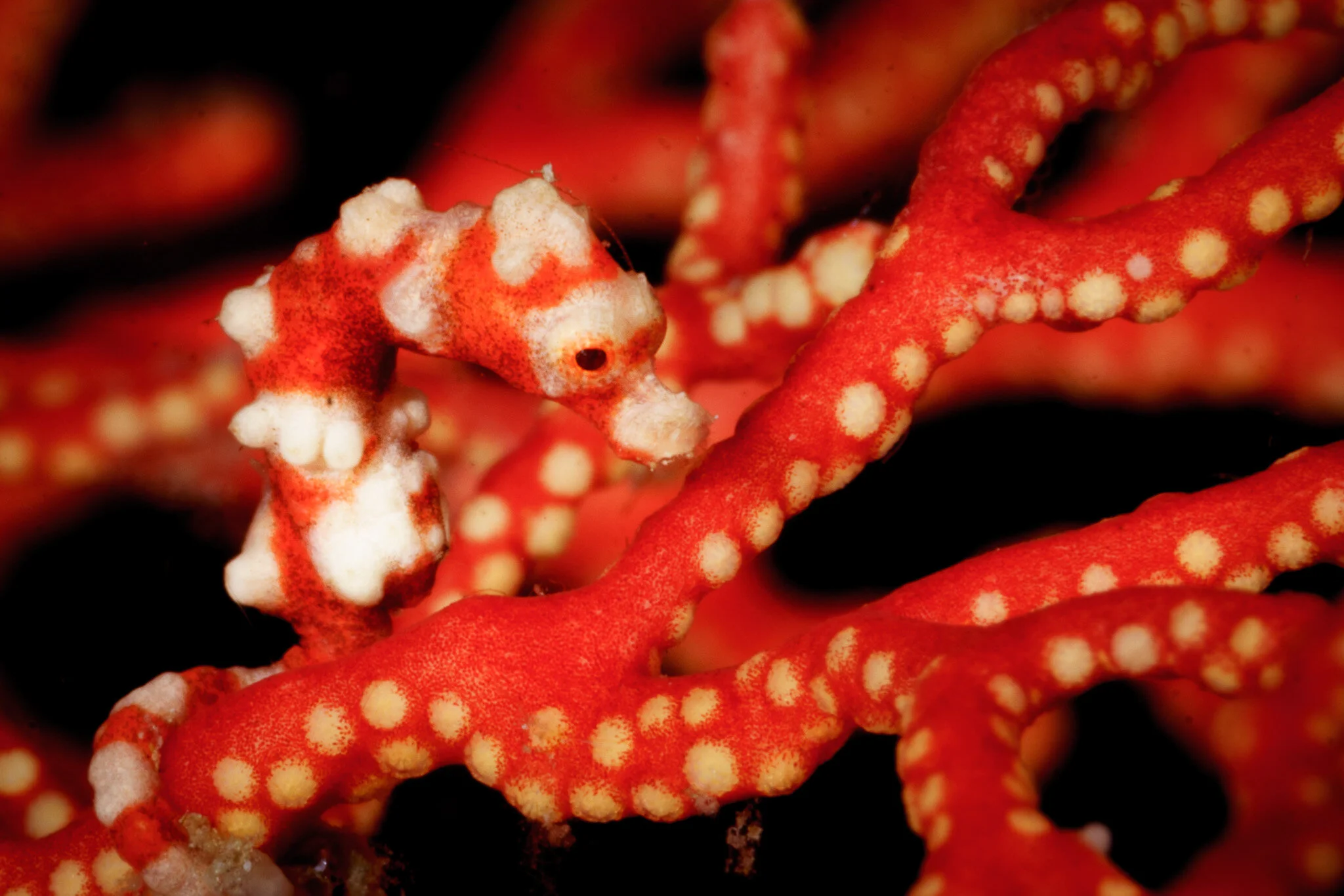 Wildlife photography by Simon J Pierce