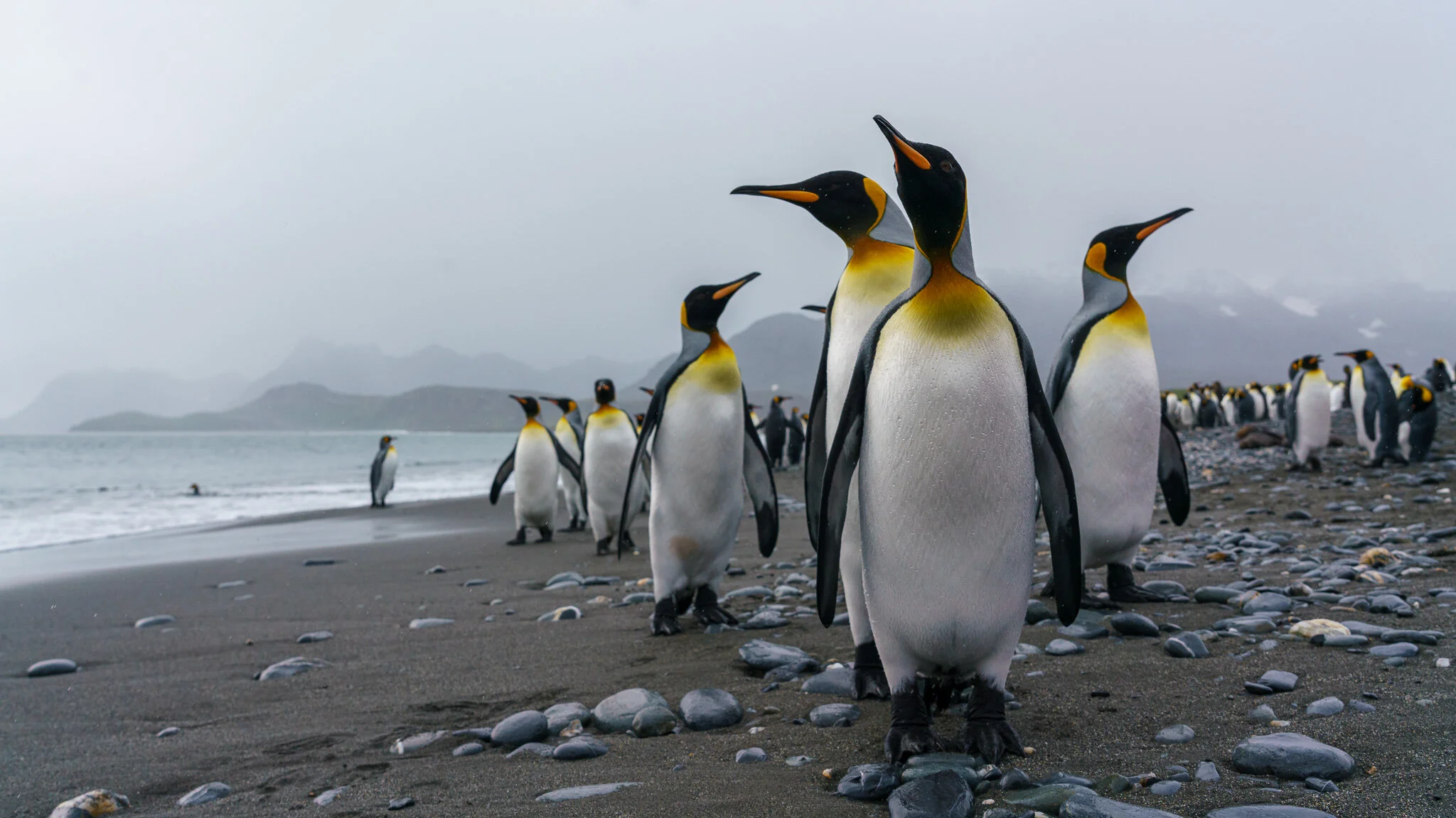 Wildlife photography by Simon J Pierce