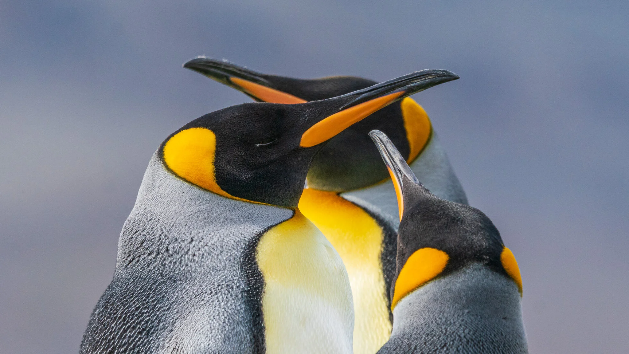 Wildlife photography by Simon J Pierce