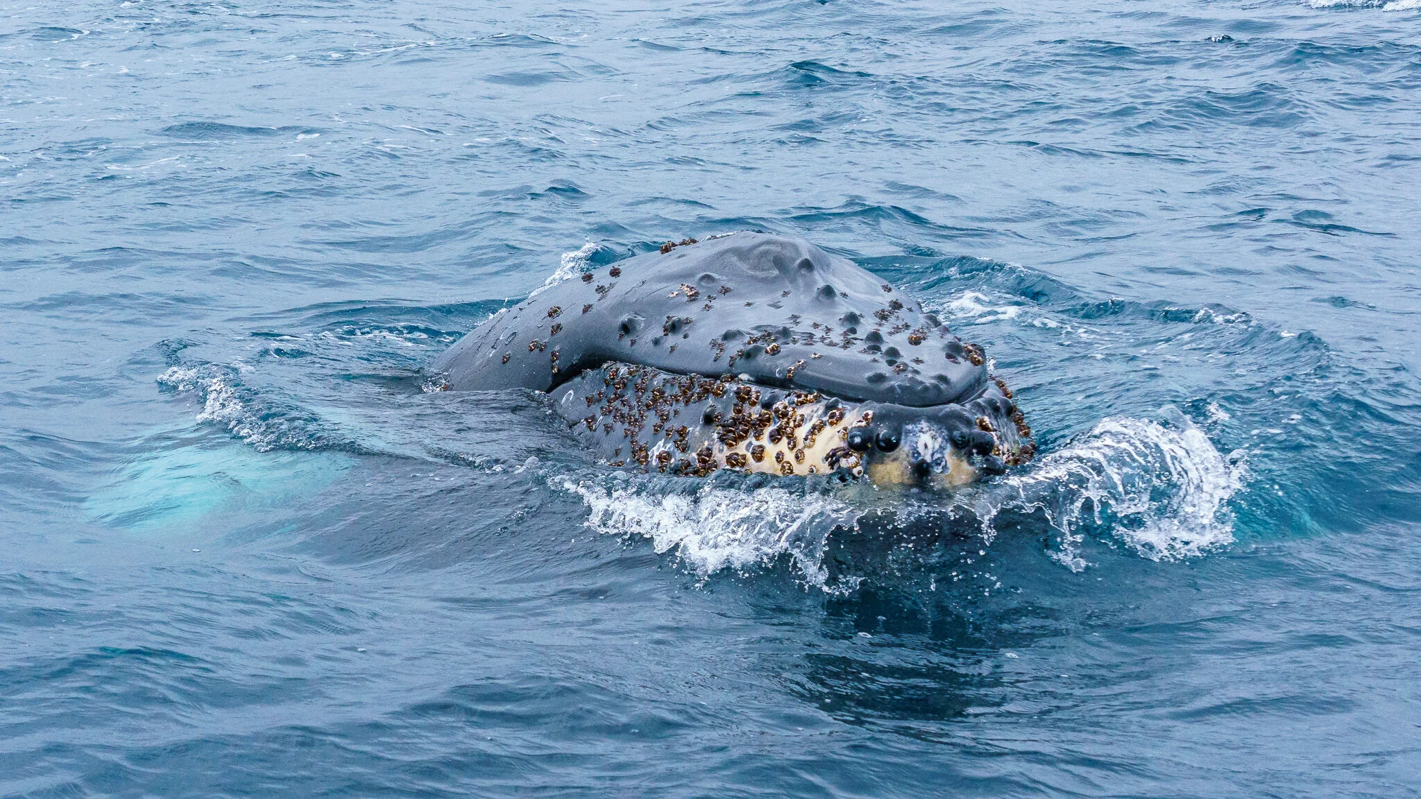 Wildlife photography by Simon J Pierce