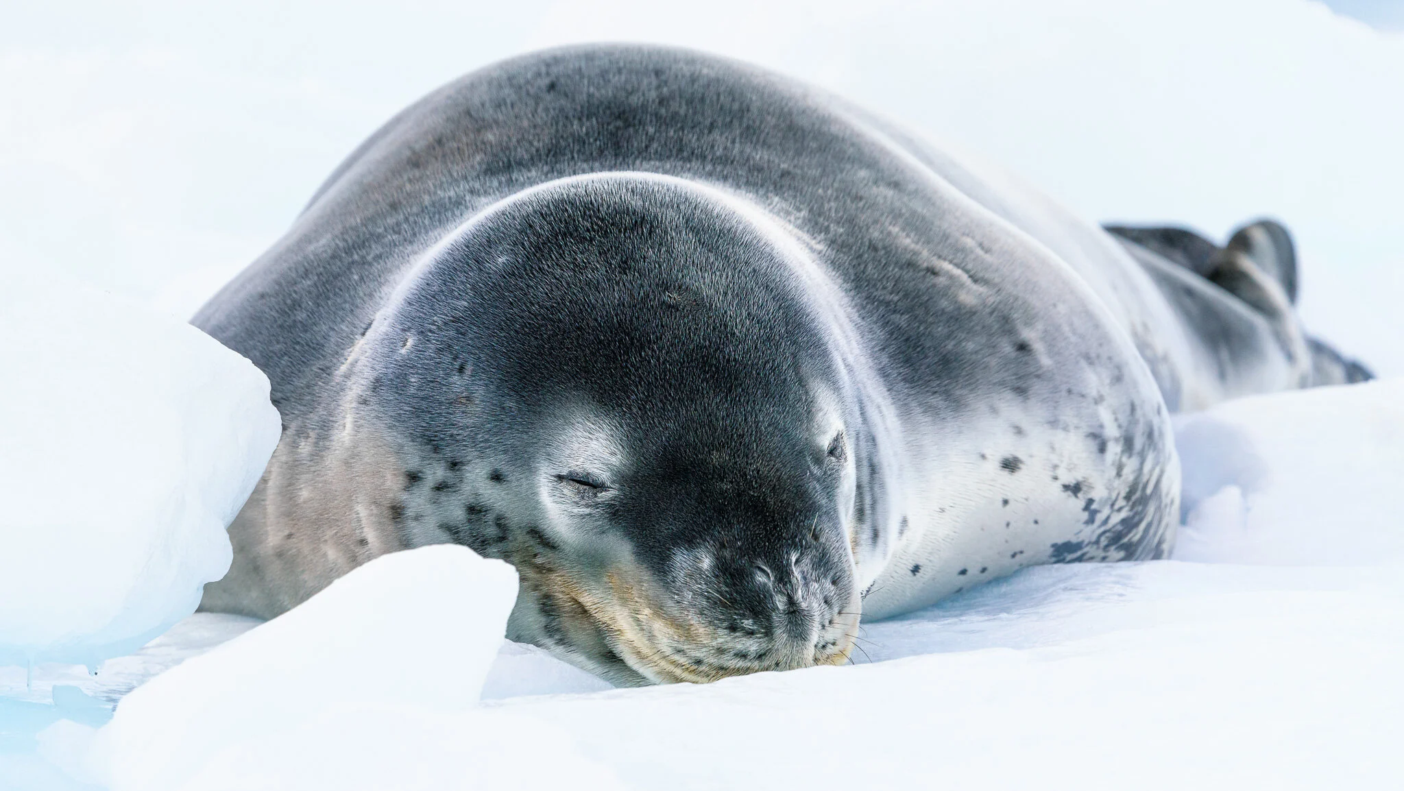 Wildlife photography by Simon J Pierce