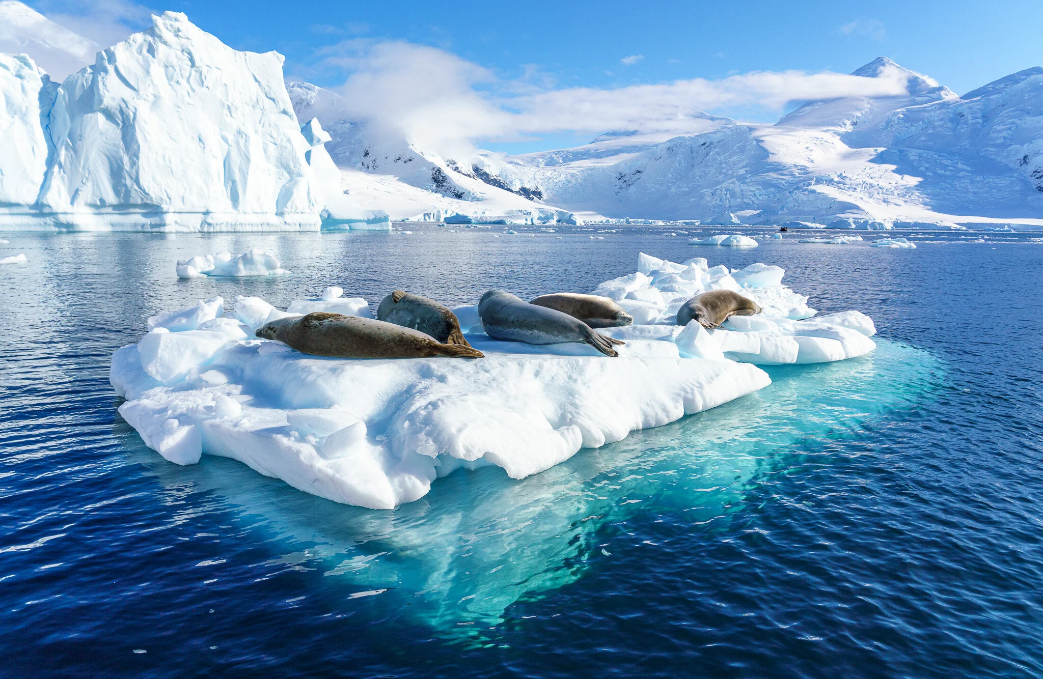 Wildlife photography by Simon J Pierce