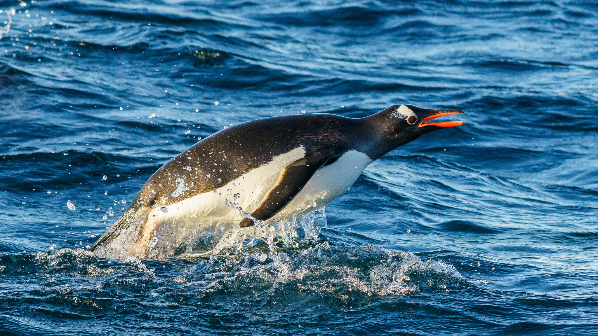 Wildlife photography by Simon J Pierce