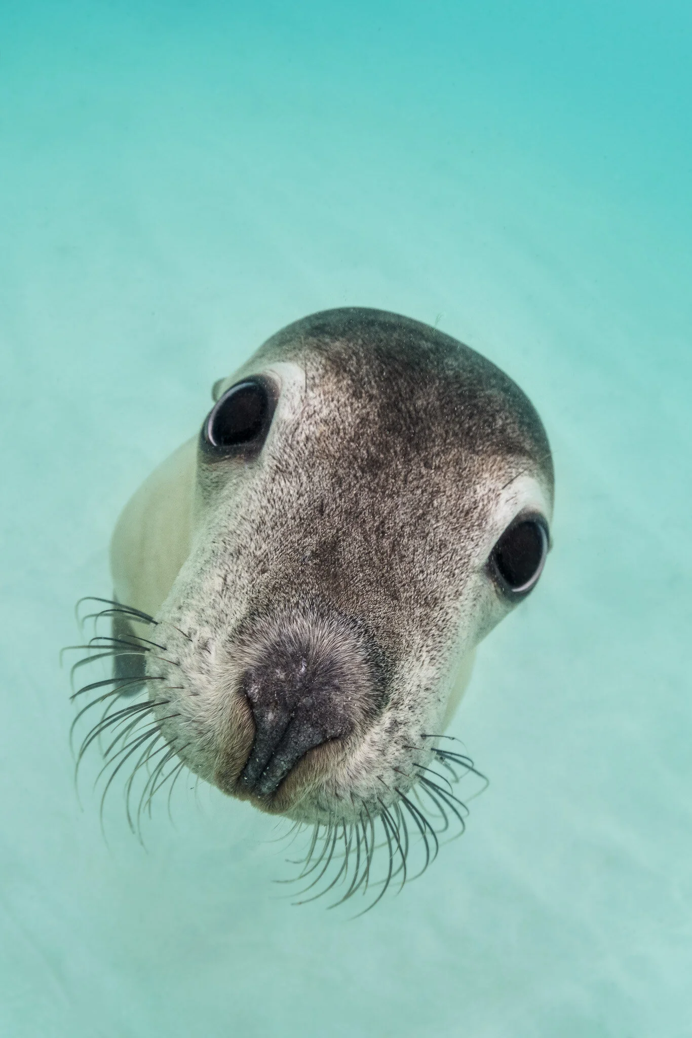 Wildlife photography by Simon J Pierce